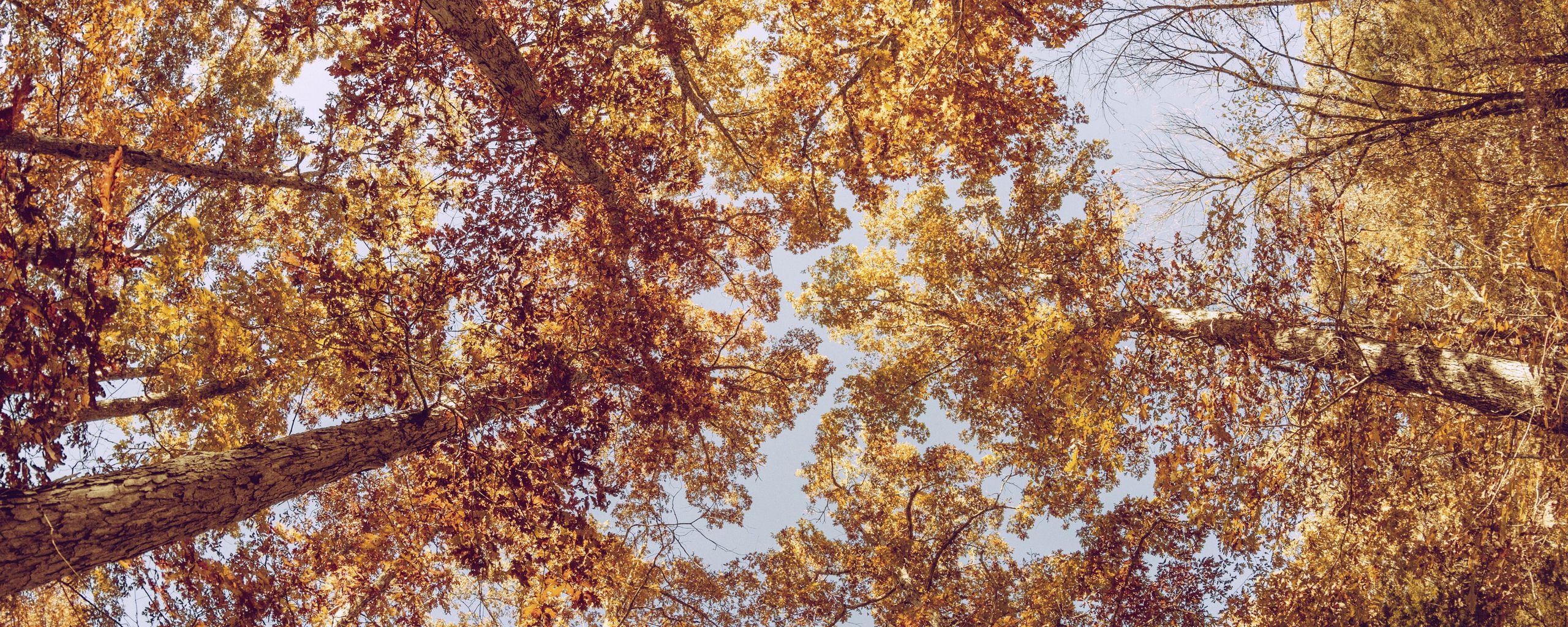 2560x1024 Download wallpaper 2560x1024 trees, view from below, autumn ultrawide monitor HD background