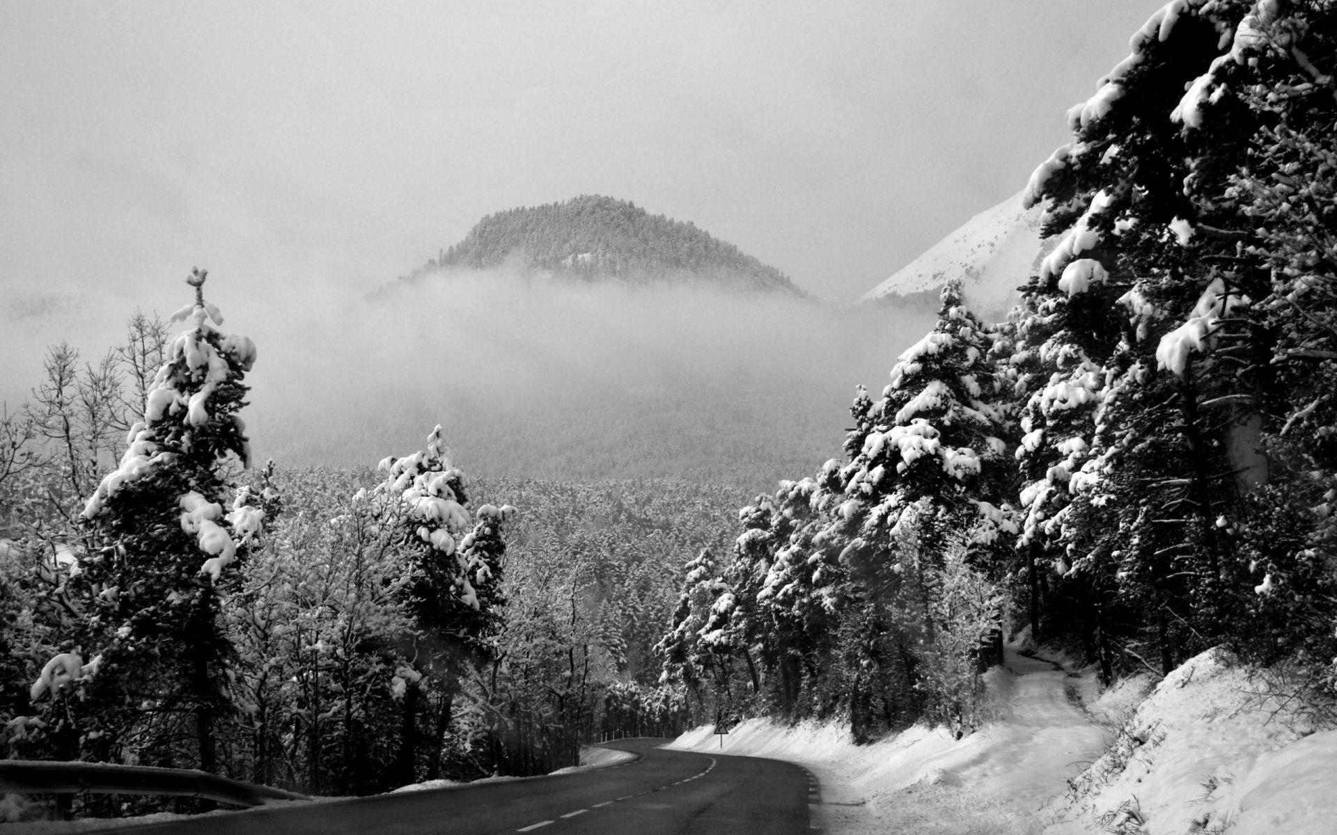 1920x1200 Wallpaper.wiki Download Free Black And White Forest Background PIC