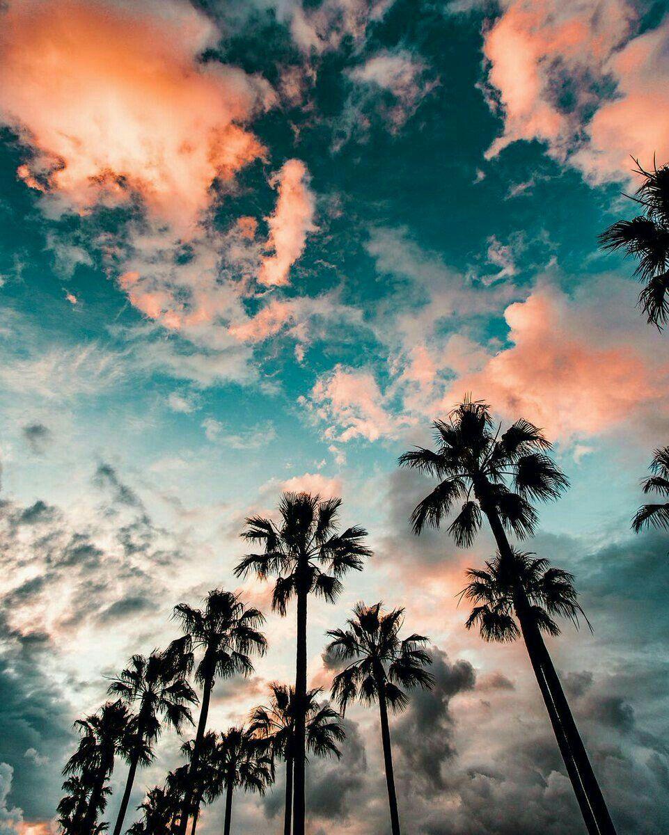 961x1200 PALM TREES & SKY ideas. palm trees, nature, scenery