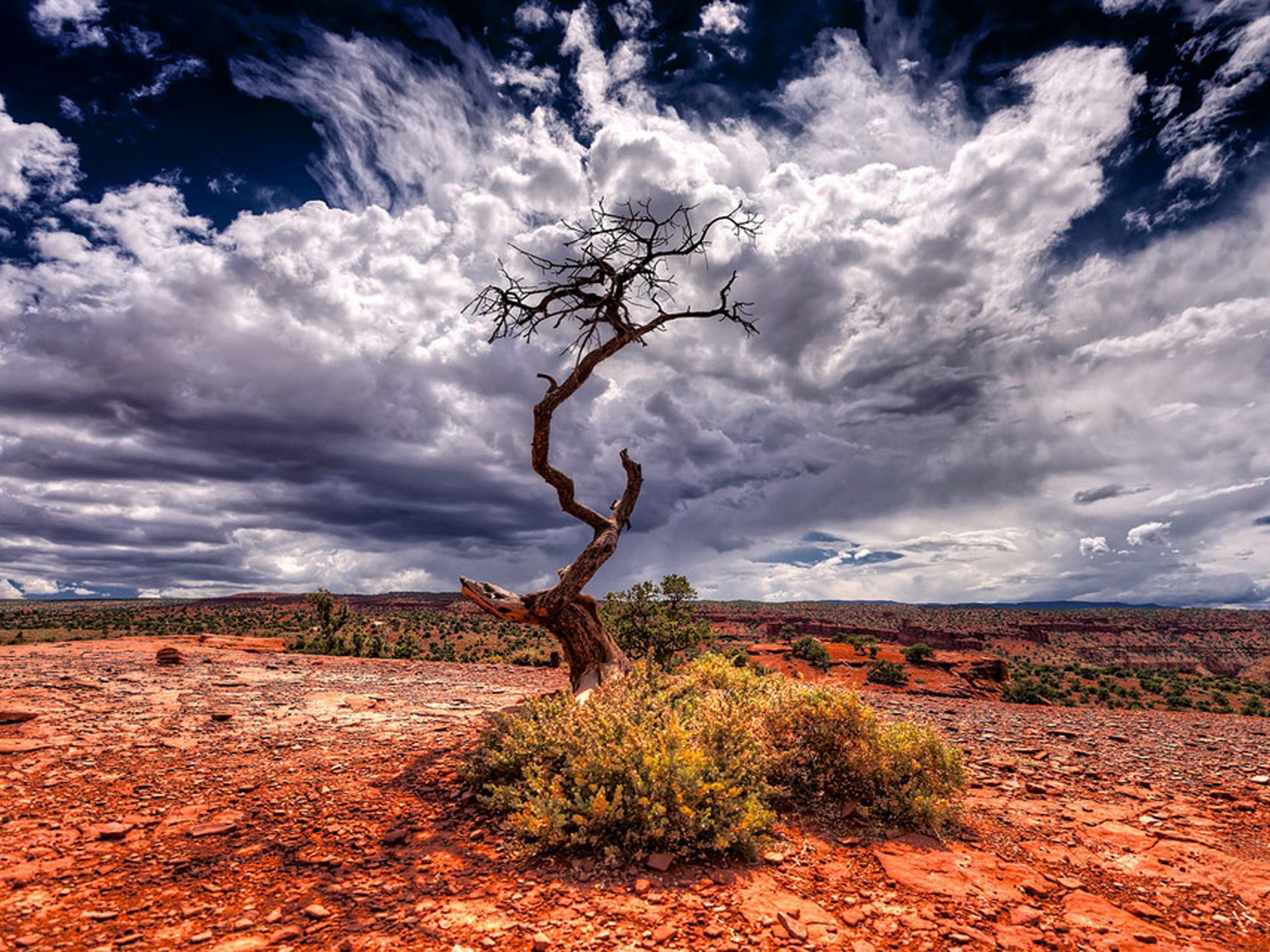 1920x1440 Desert Red Earth Tree Blue Sky With White Clouds Garfield County, Colorado HD Wallpaper :