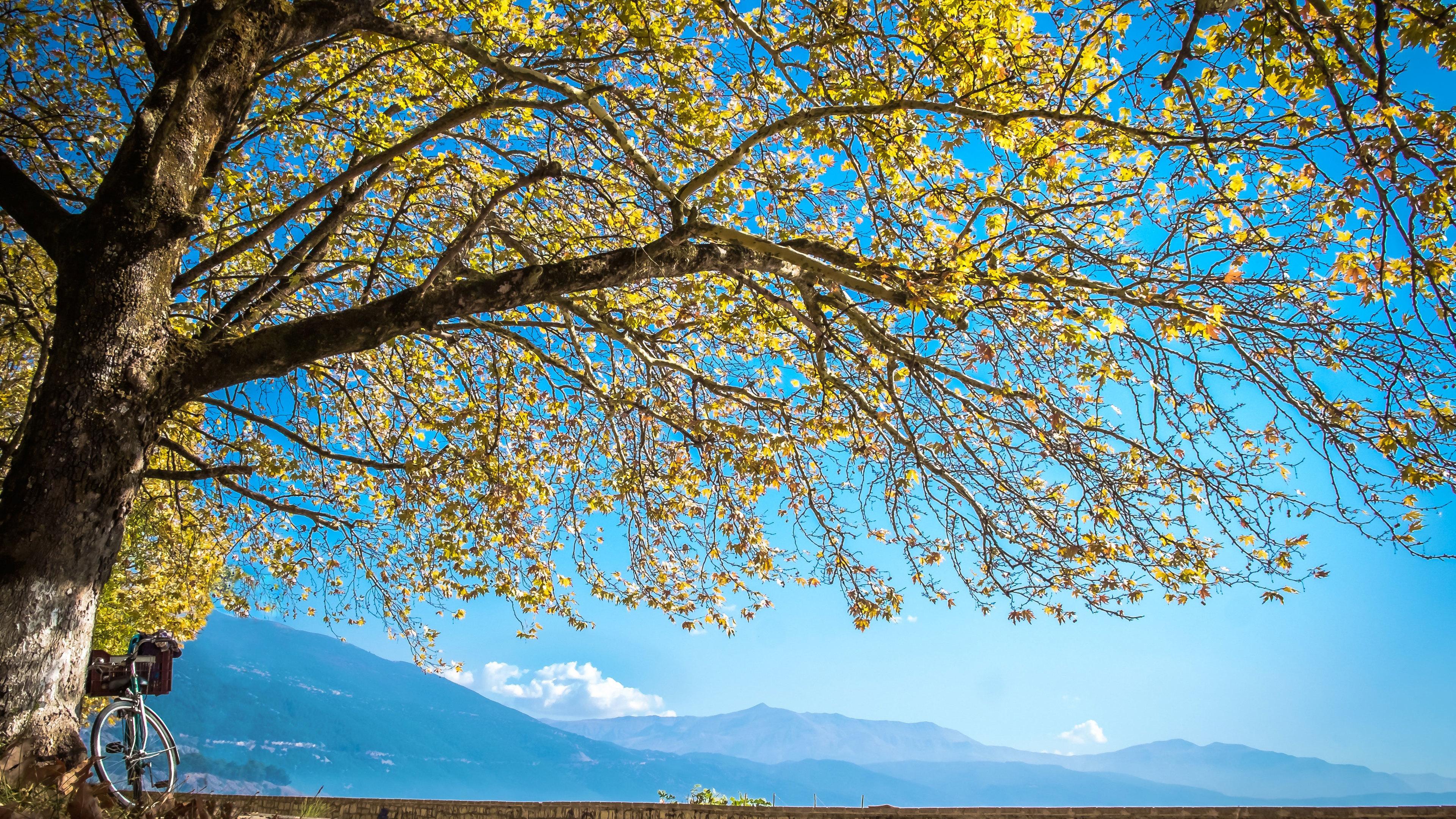 3840x2160 Wallpaper 4k Autumn Cycle Sky Tree Leaves 4k Wallpaper