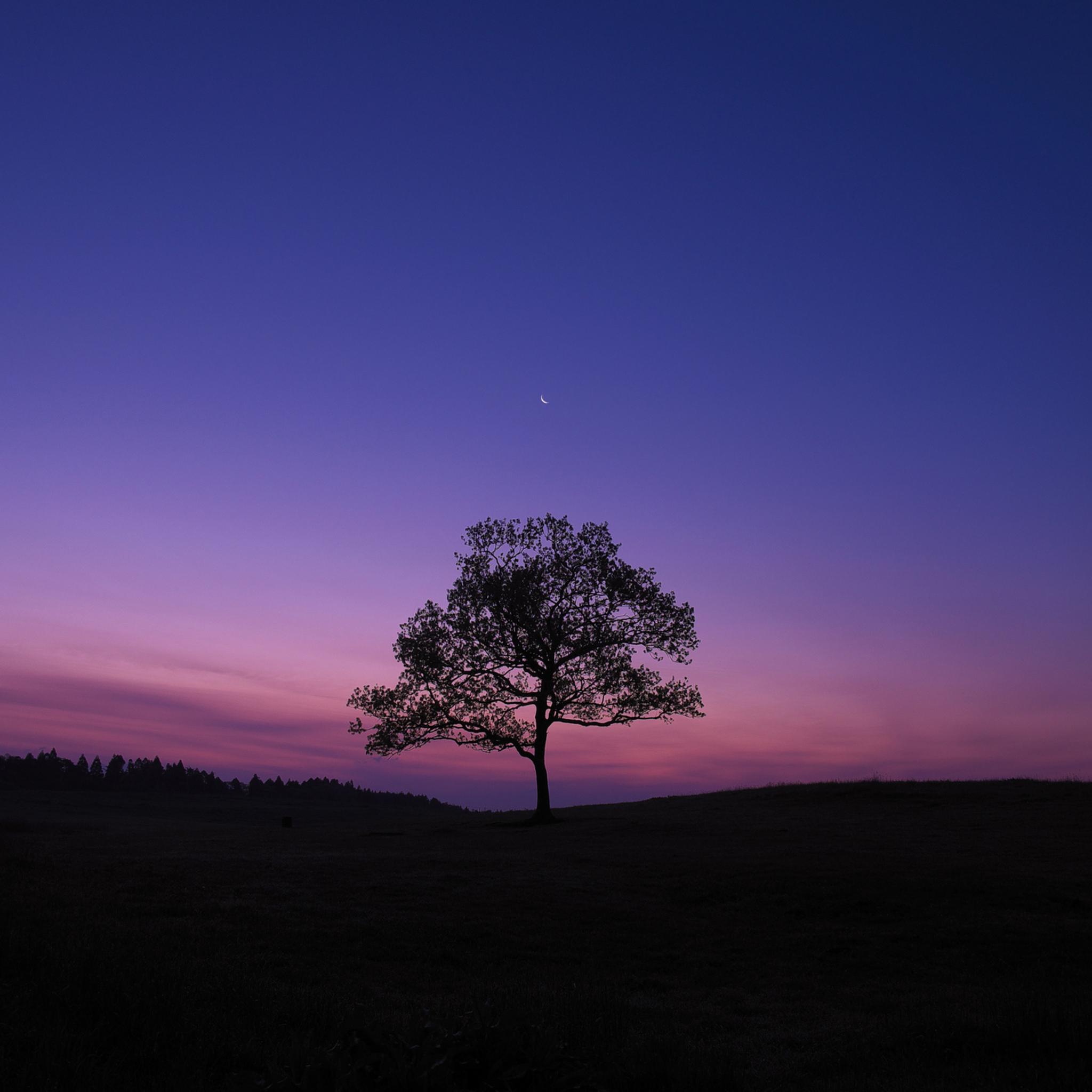 2048x2048 Dark Sky Tree Purple Sky Nature iPad Air HD 4k Wallpaper, Image, Background, Photo and Picture