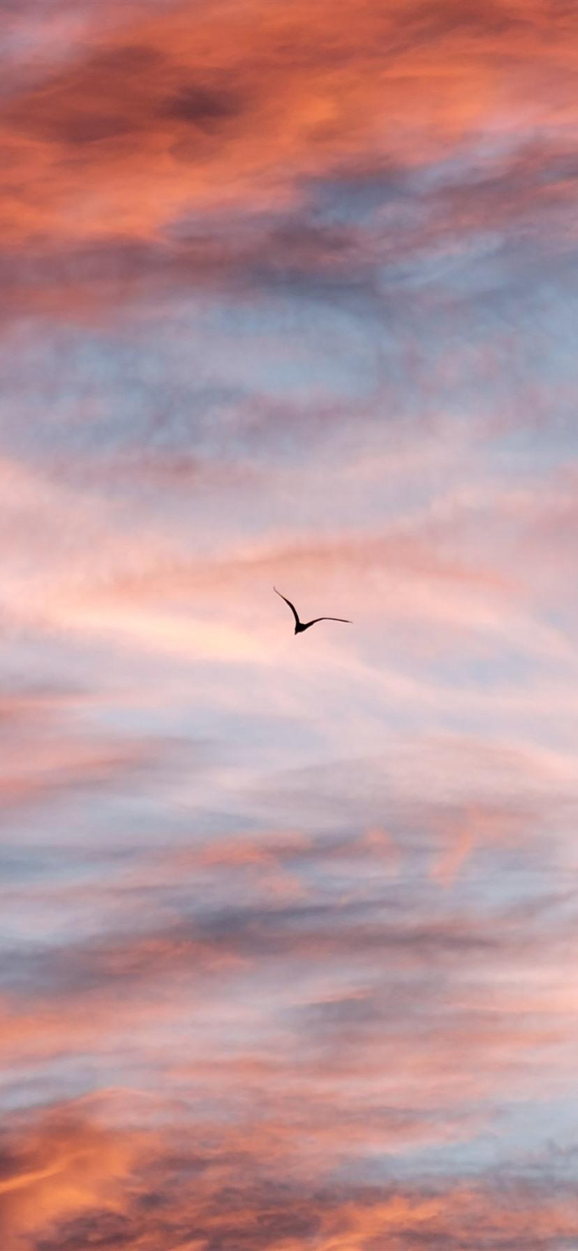 828x1792 Sunset Sky, Clouds, Flight Bird 1080x1920 IPhone 8 7 6 6S Plus Wallpaper, Background, Picture, Image