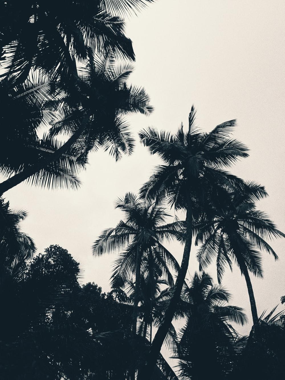 1000x1333 Palm Tree Picture [HD]. Download Free Image