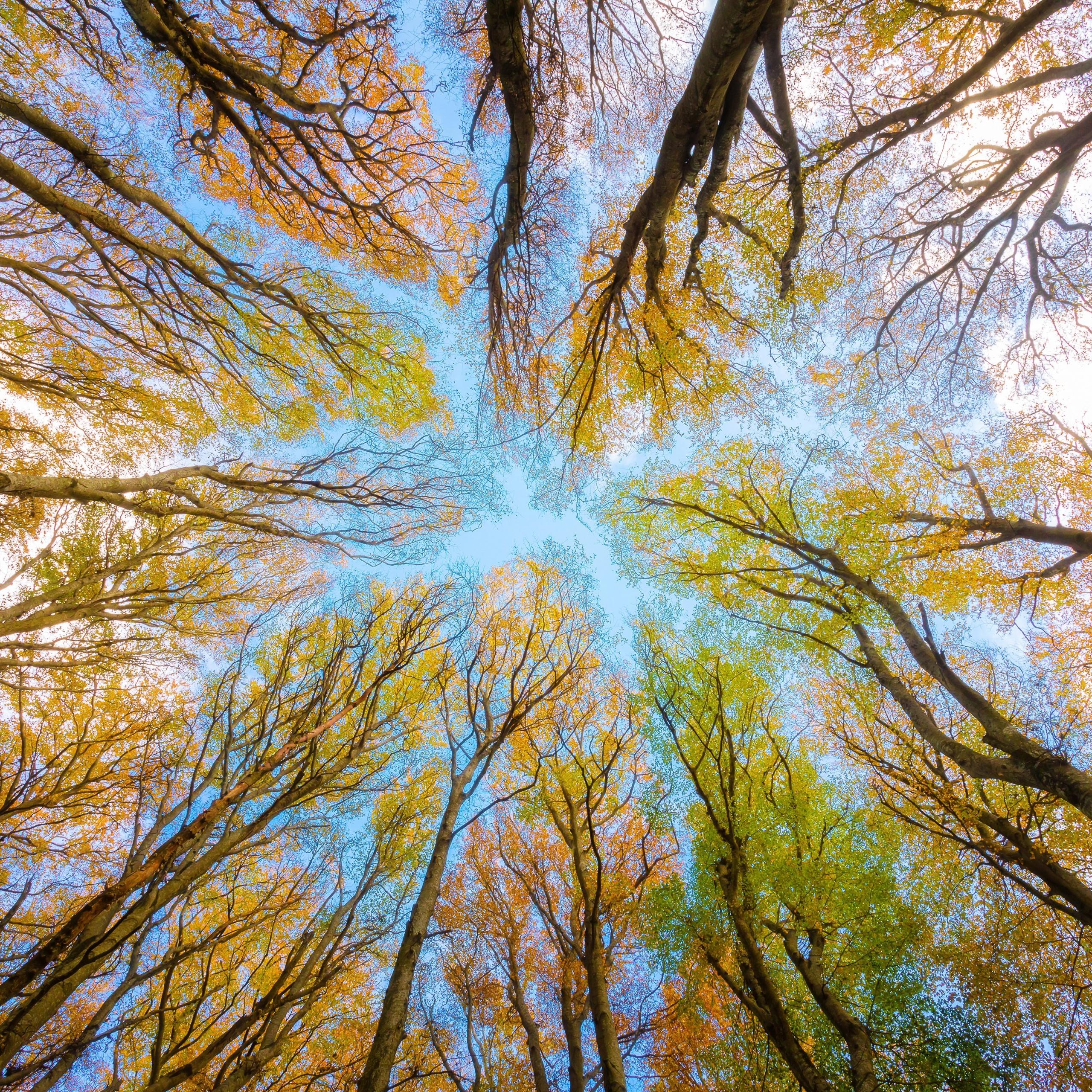 2560x2560 Tree Canopy Wallpaper 4K, Branches, Looking up at Sky, Forest, Foliage, Nature