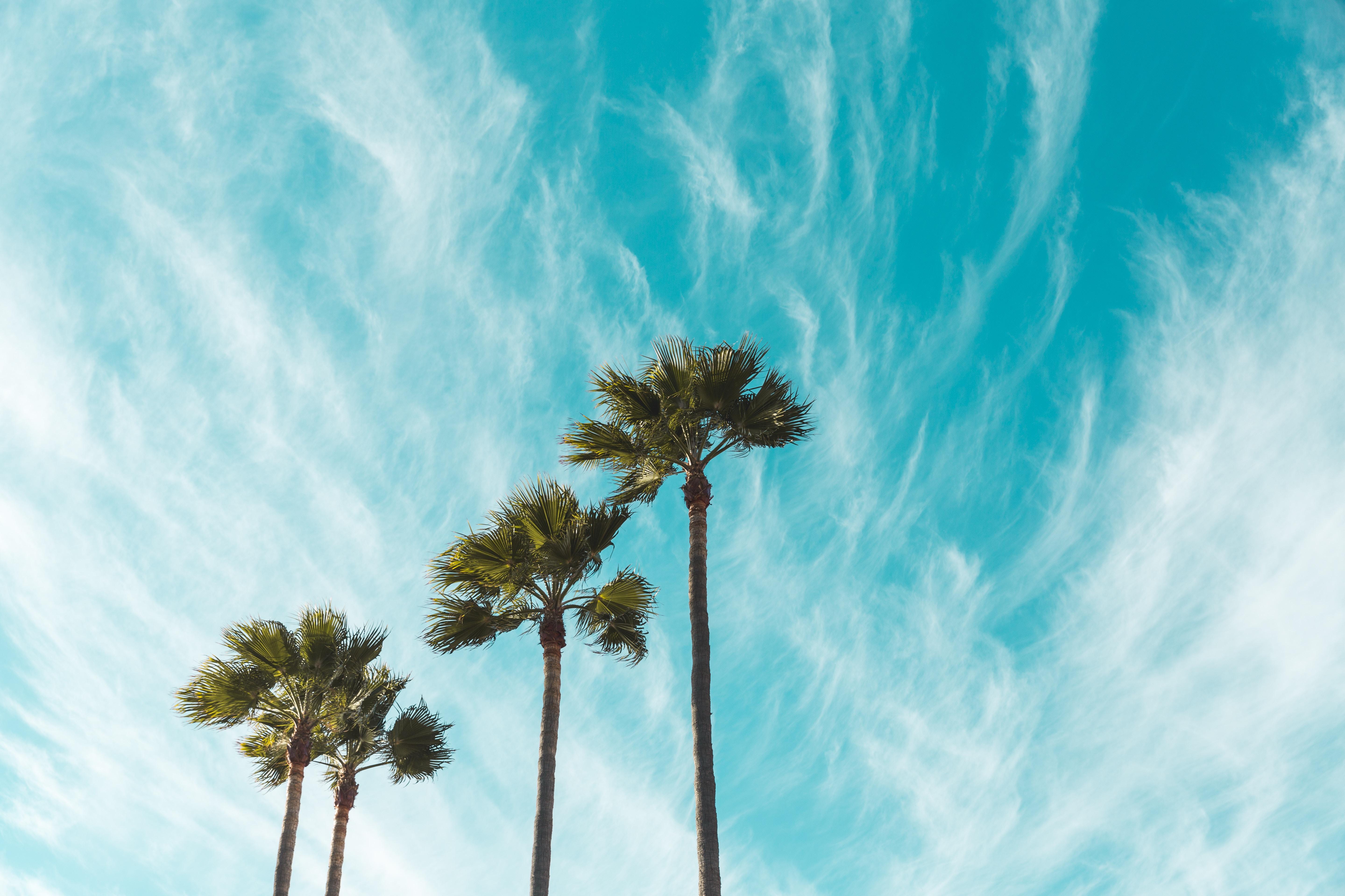 5760x3840 5760x3840 #PNG image, #paradise, #cloud, #palm tree, #green palm, #mexico, #wind, #tree, #californium, #sky, #blue sky, #palm, #blue, #beach, #windswept. Mocah HD Wallpaper