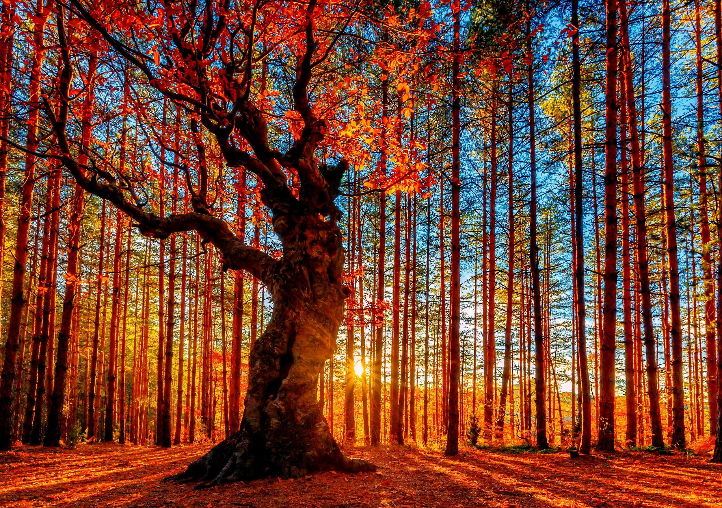 2500x1757 Free download Forest sky trees autumn foliage wallpaper 2500x1757 169325 [2500x1757] for your Desktop, Mobile & Tablet. Explore Fall Foliage Image Wallpaper. Fall Foliage Image Wallpaper, Fall Foliage Background, Fall Foliage Wallpaper