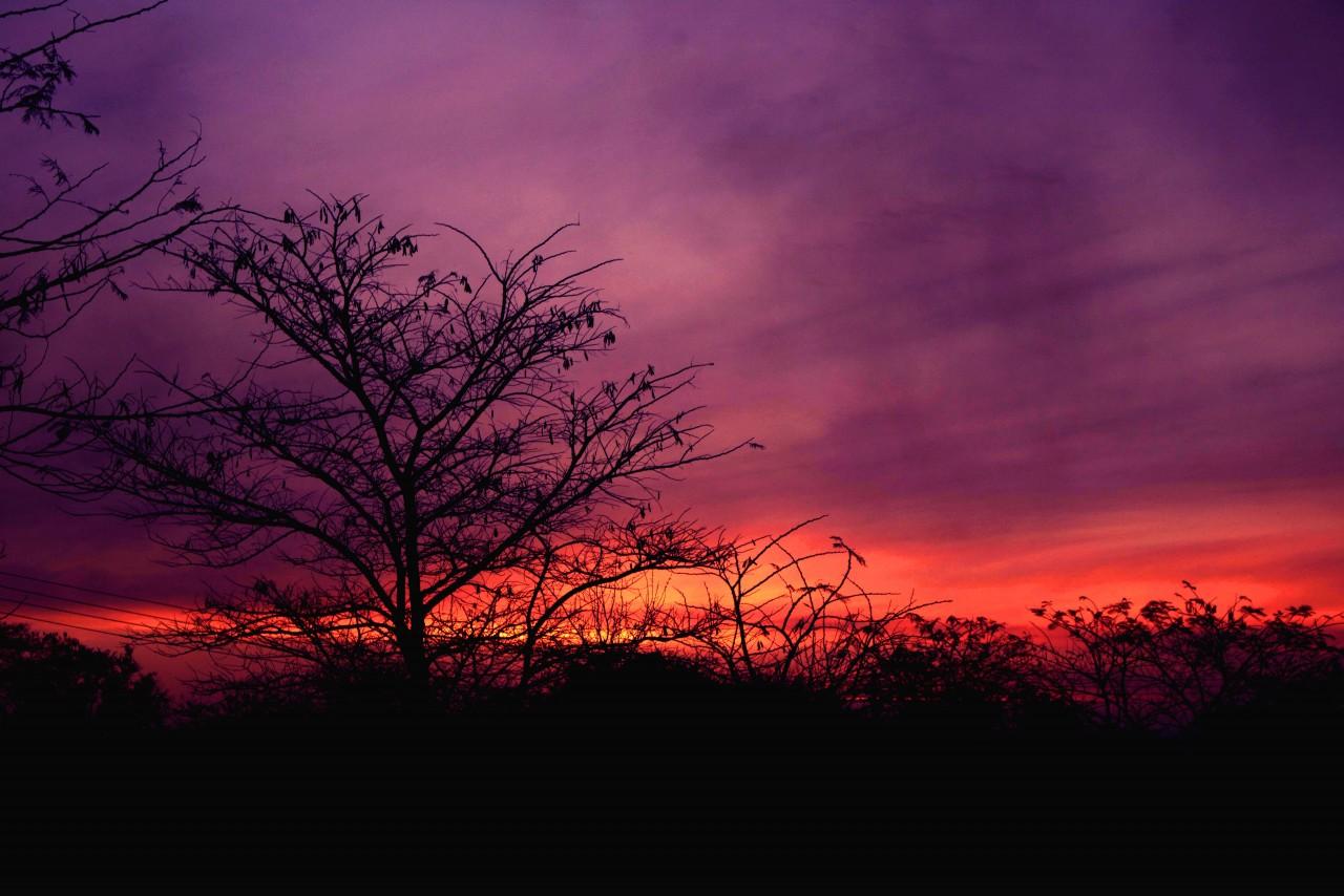 1280x854 tree sunset sky clouds 3D Models. Free