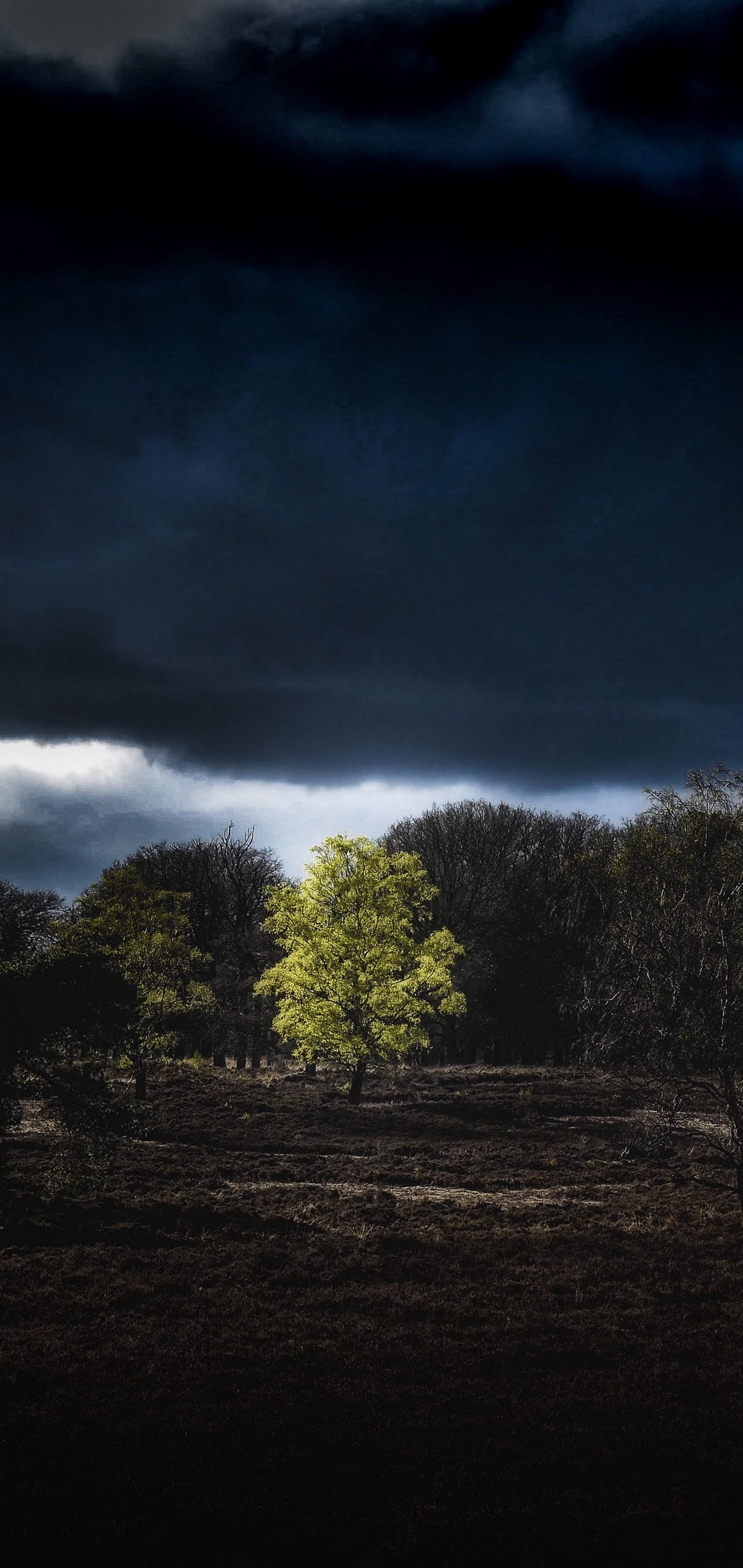 1440x3040 Trees Clouds Earth Night Wallpaper - [1440x3040]