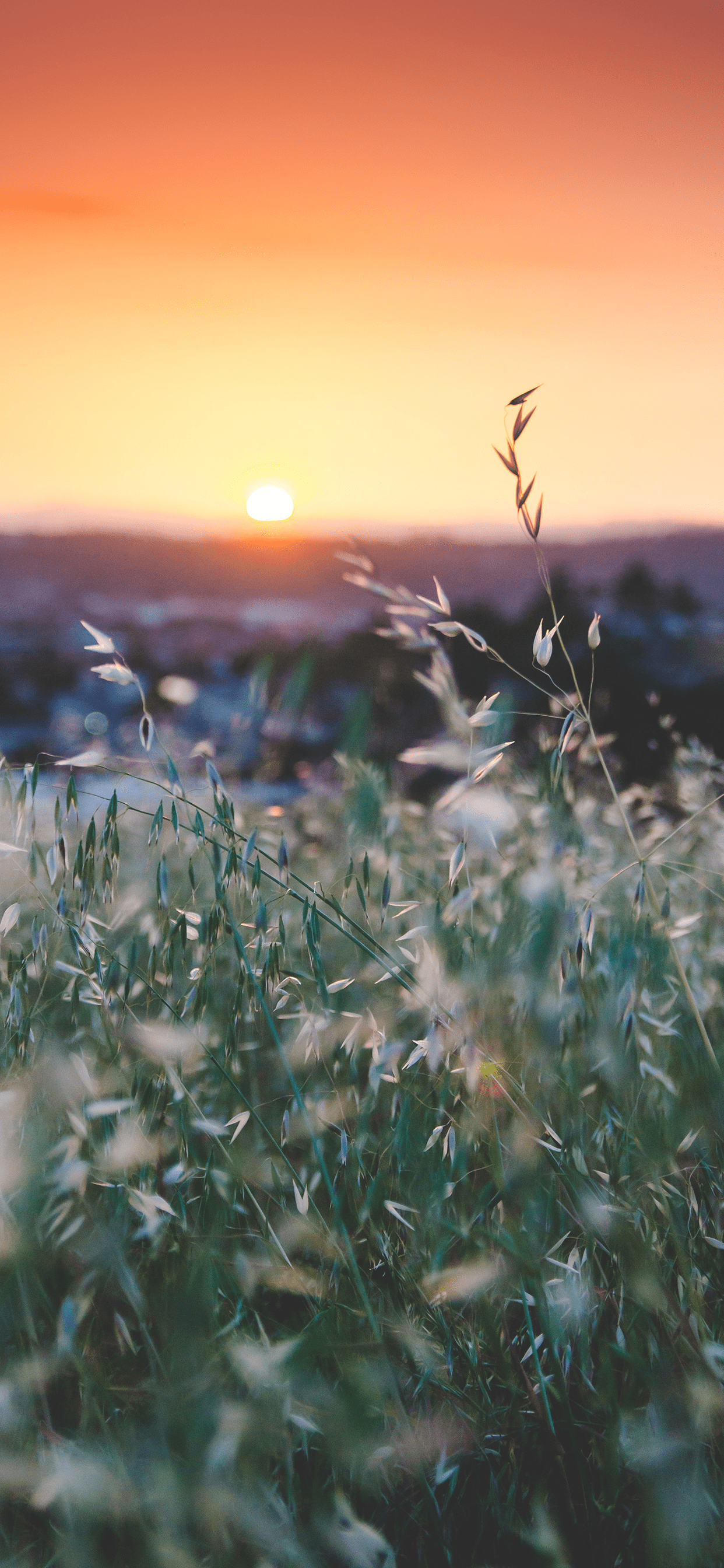 1242x2688 Sunset Wallpaper for iPhone Pro Max, X, 6