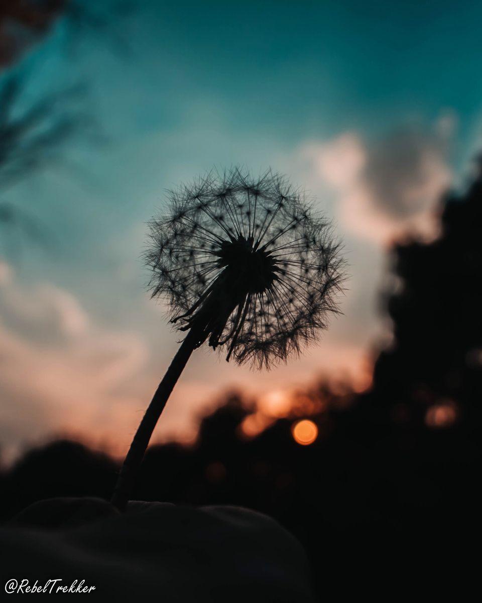 960x1200 Dandelion at Dawn And Nature Beauty. Nature photography, Nature beauty, Dandelion wallpaper
