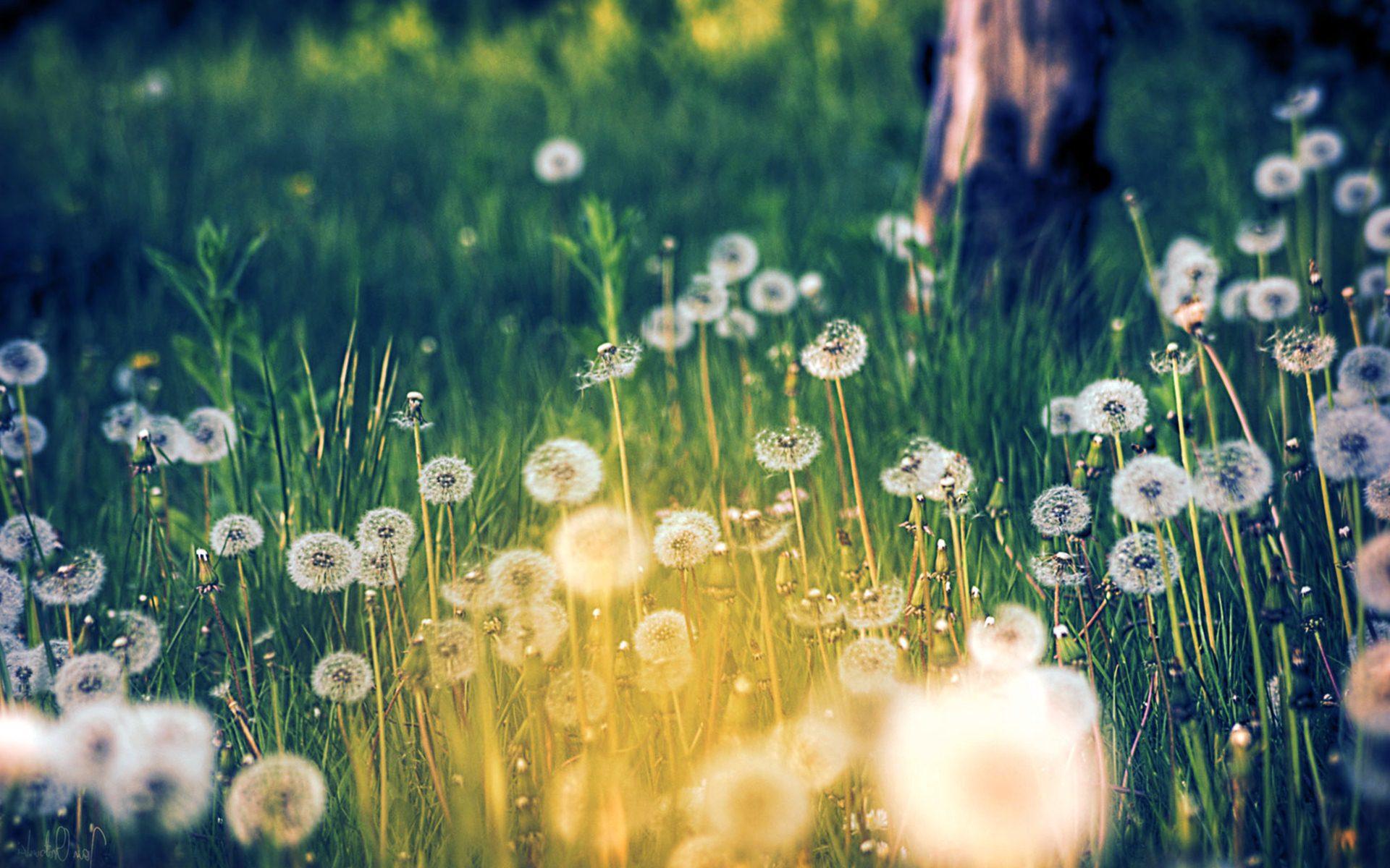 1920x1200 Ministry beautiful dandelion wallpaper for your desktop