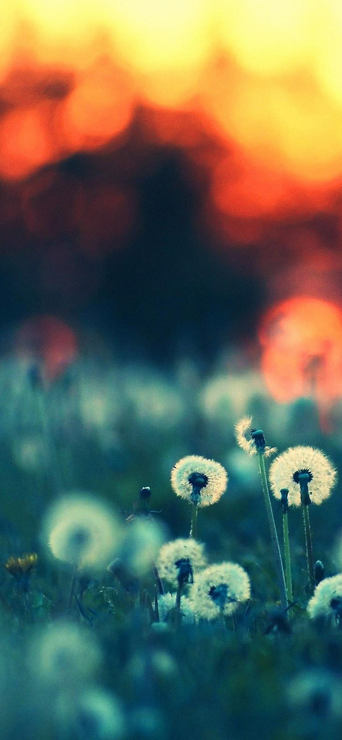 1125x2436 iPhoneXpapers family flower nature