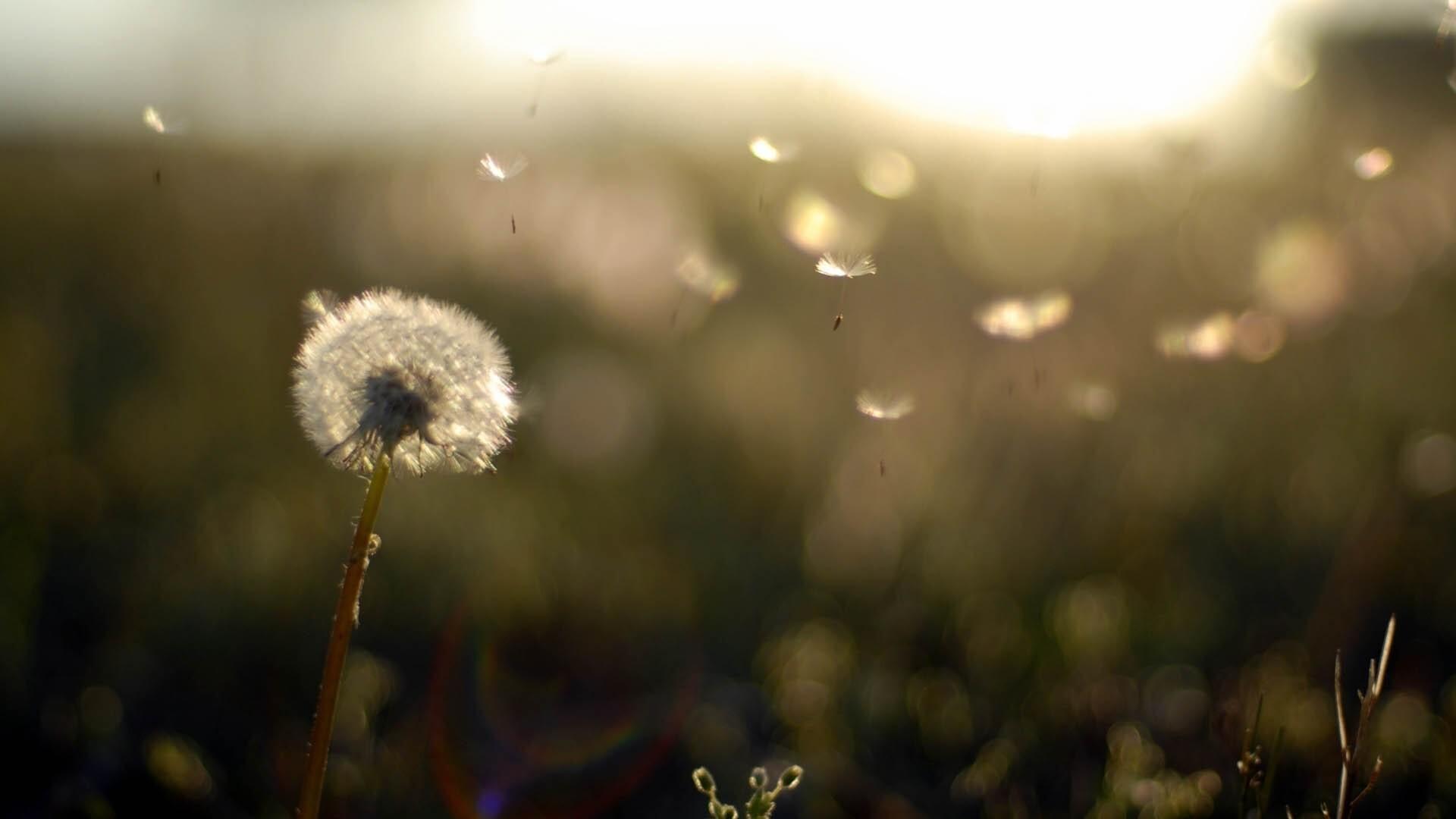 1920x1080 Dandelion Flower Laptop Full HD 1080P HD 4k Wallpaper, Image, Background, Photo and Picture