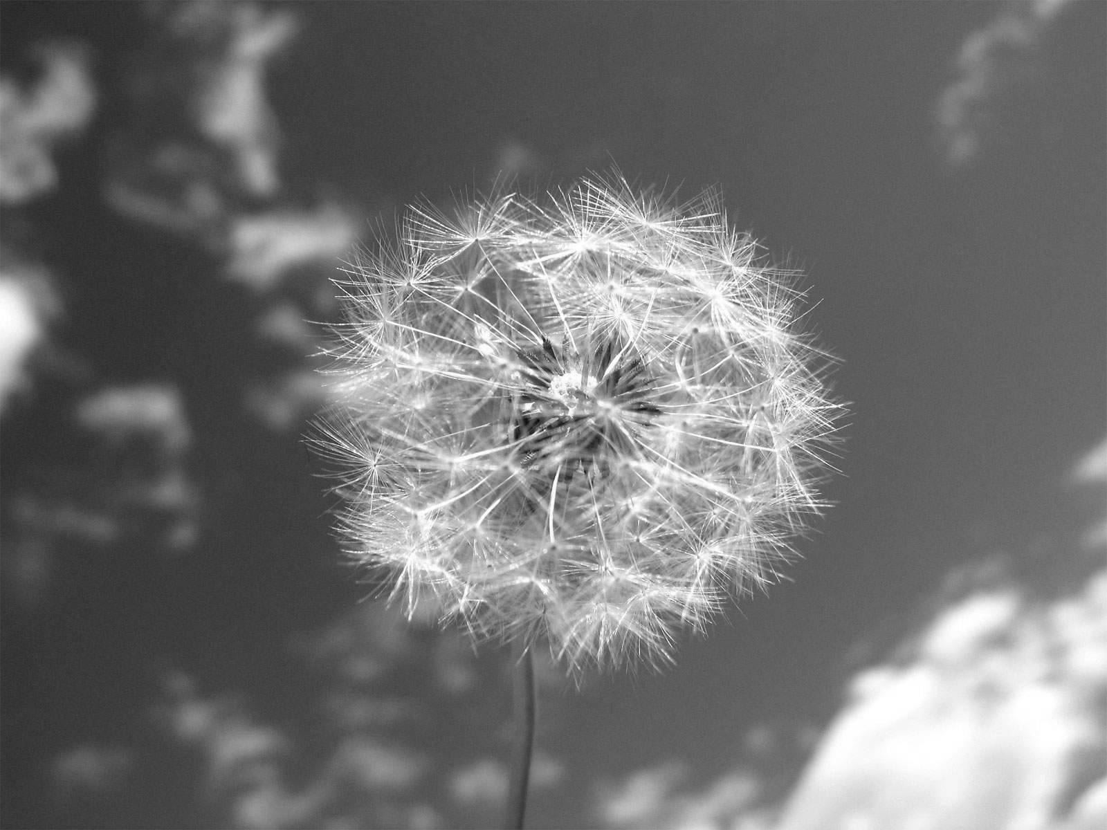 1600x1200 Black and White Dandelion Wallpaper