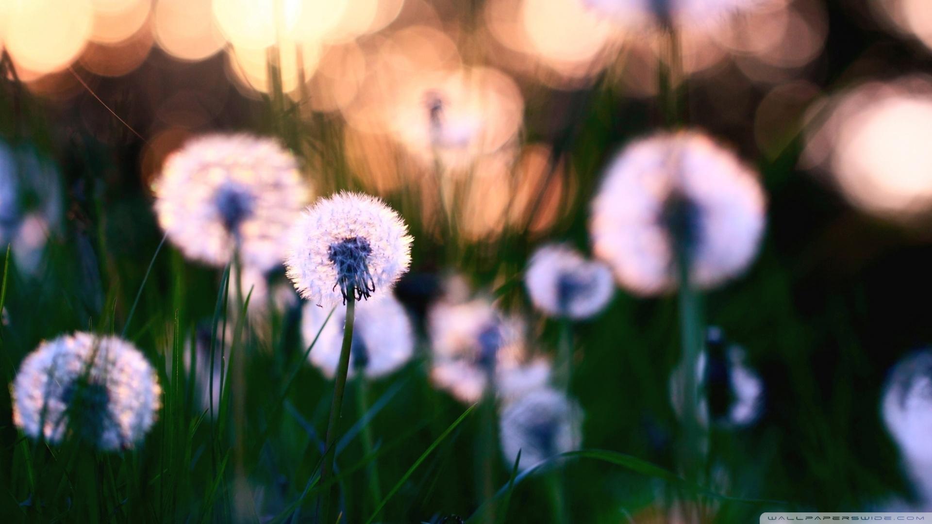 1920x1080 Download Dandelions 2 Wallpaper 1920x1080