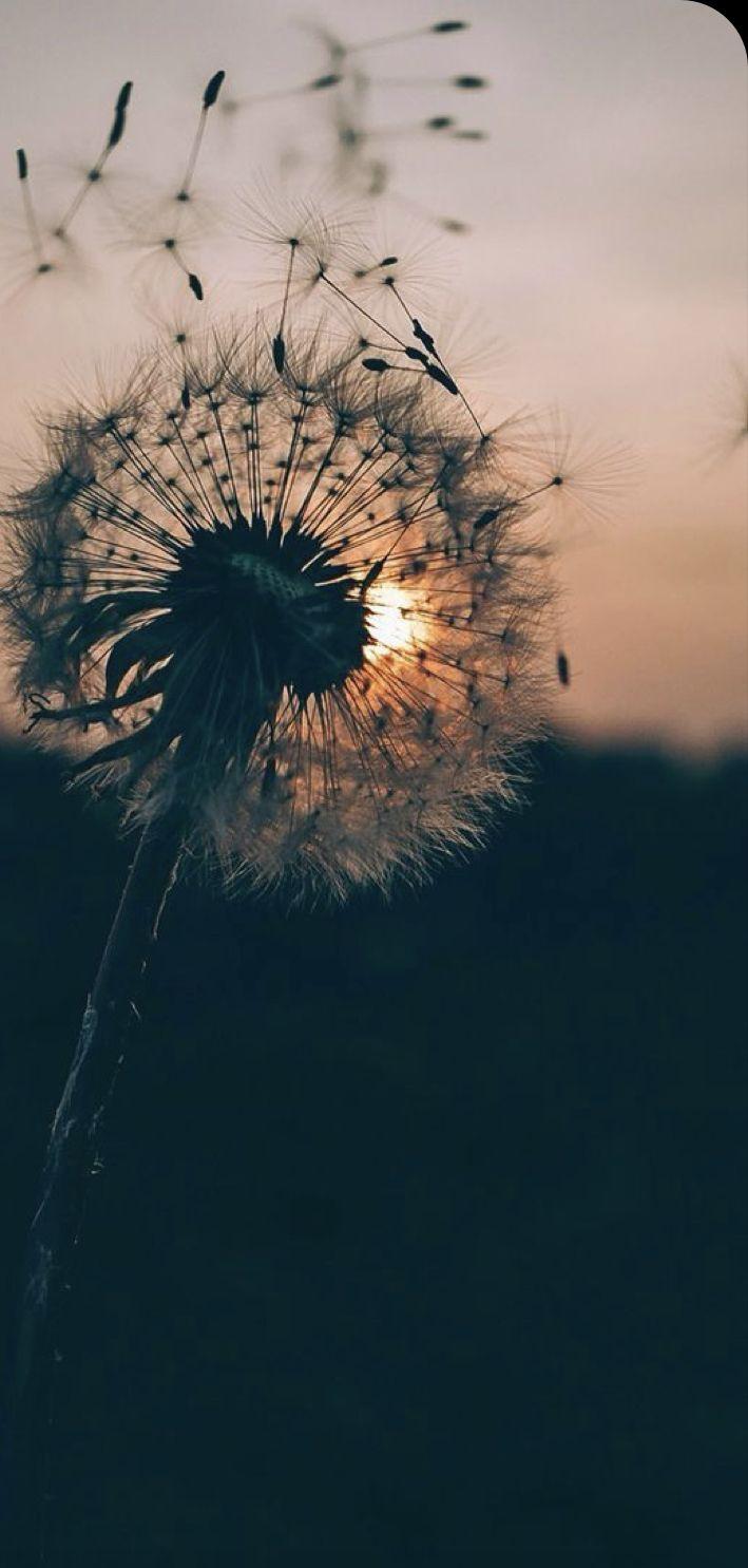 709x1485 Dandelion Aesthetic. Dandelion wallpaper, Hipster wallpaper, iPhone 7 plus wallpaper