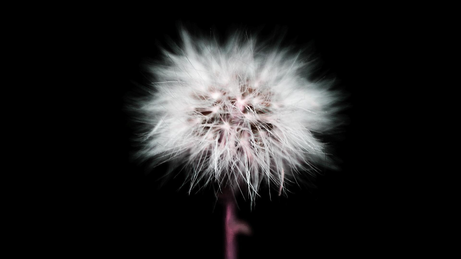 1920x1080 Free download Cute White Dandelion In Black Background Widescreen and HD background [1920x1080] for your Desktop, Mobile & Tablet. Explore Pretty Black And White Background. Black Wallpaper for Desktop