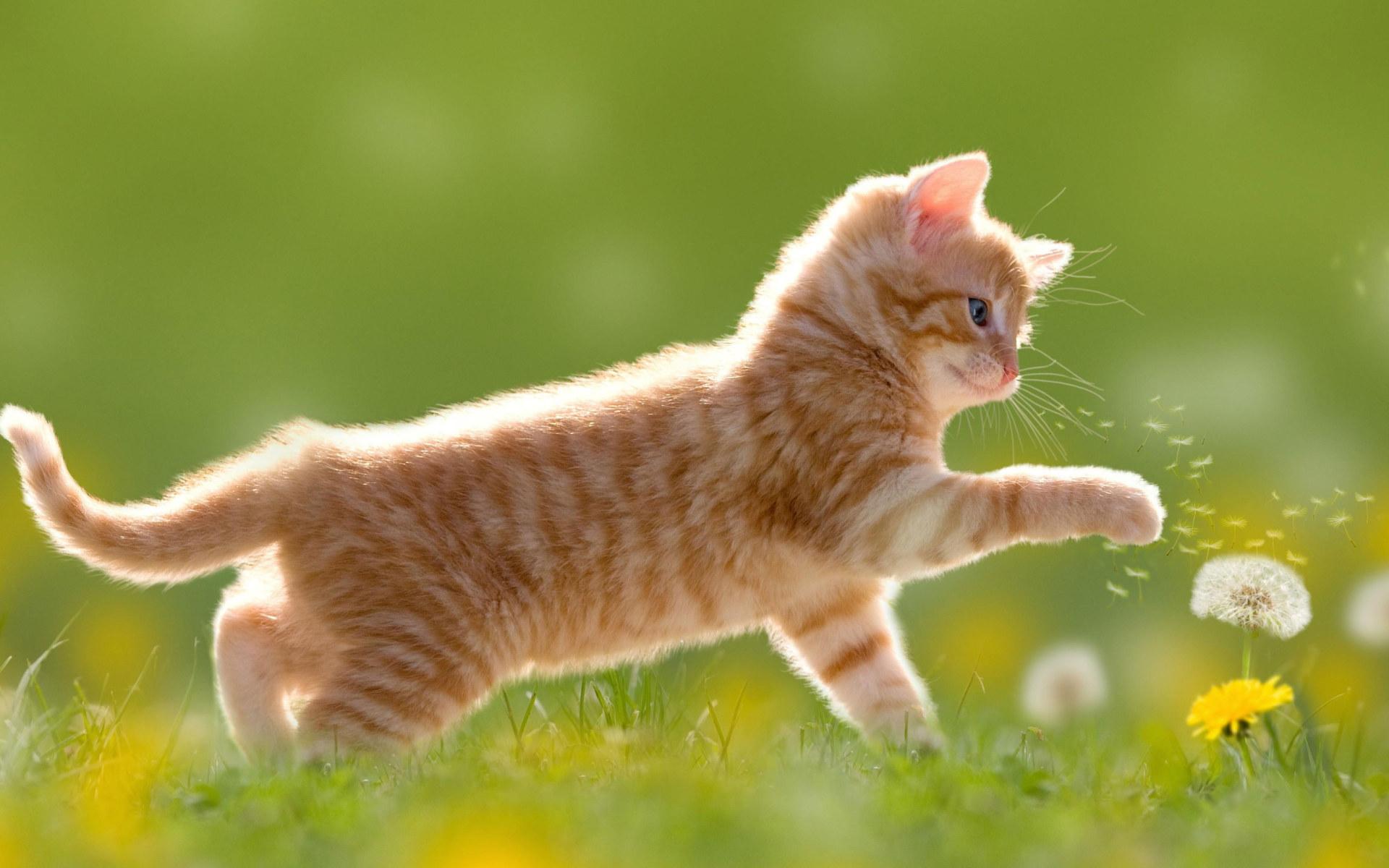 1920x1200 cat wallpaper, mammal, dandelion, flower, grass, whiskers, kitten, short haired cat • Wallpaper For You HD Wallpaper For Desktop & Mobile