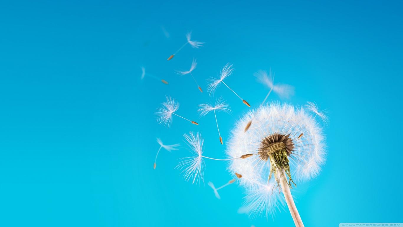 1366x768 Dandelion Ultra HD Desktop Background Wallpaper for 4K UHD TV : Tablet