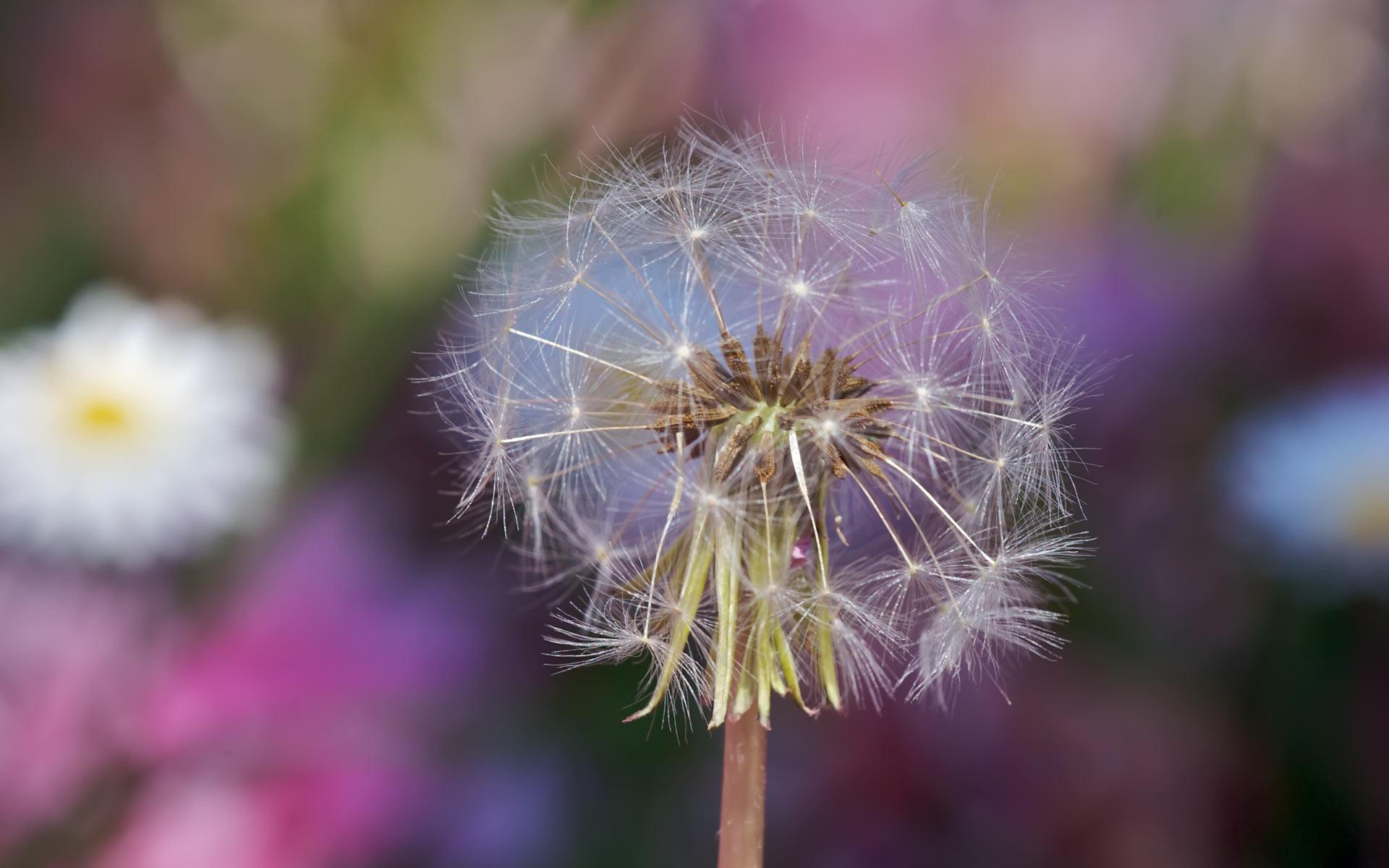 Cute Dandelion Wallpapers - Top Free Cute Dandelion Backgrounds