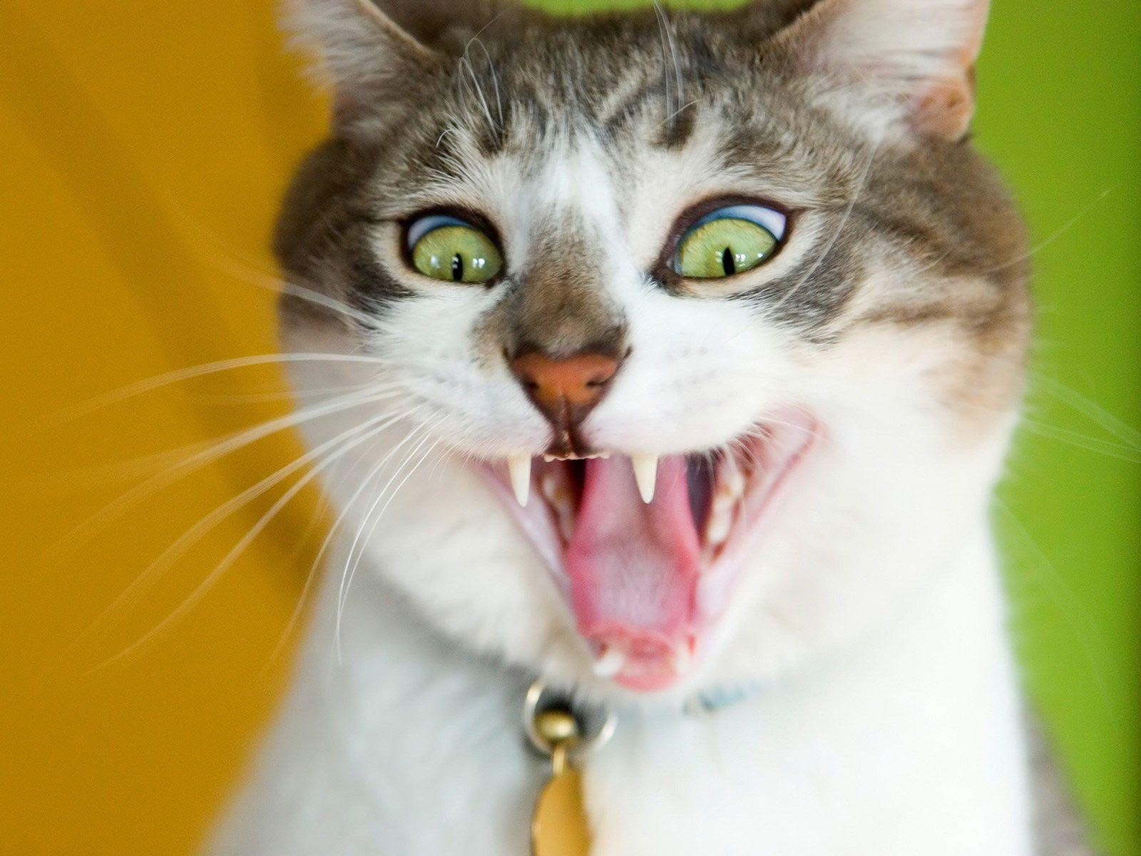 1600x1200 Funny Cat Wallpaper