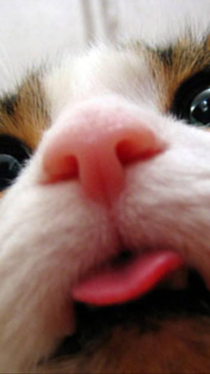 720x1280 Download Cats HD Wallpaper and Background