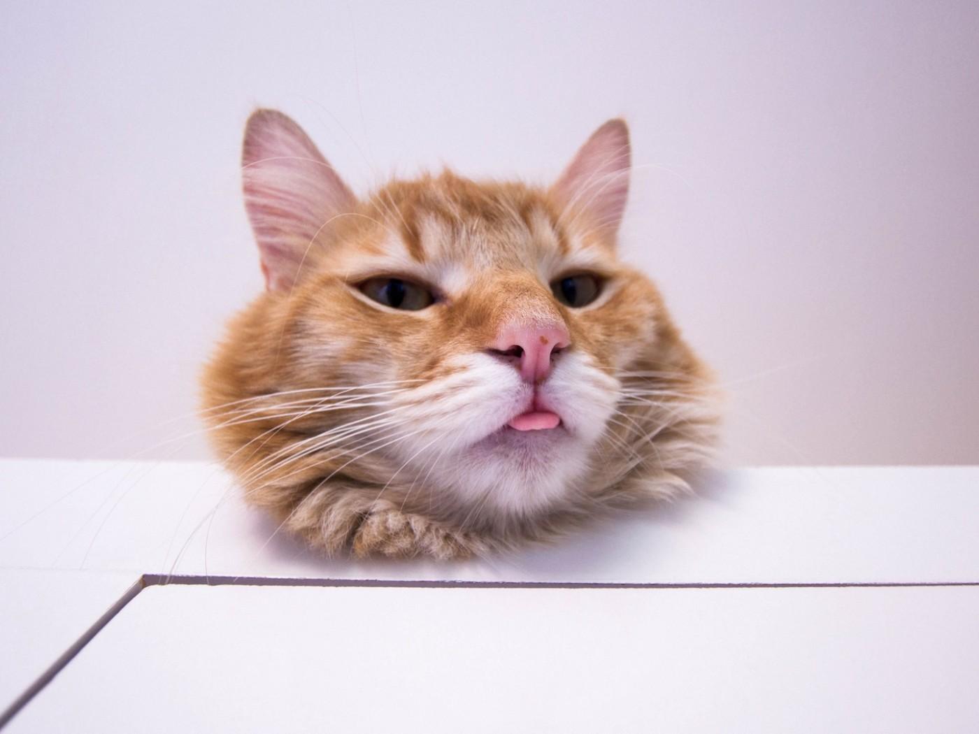 1400x1050 Funny cat's face HD Wallpaper 1400x1050