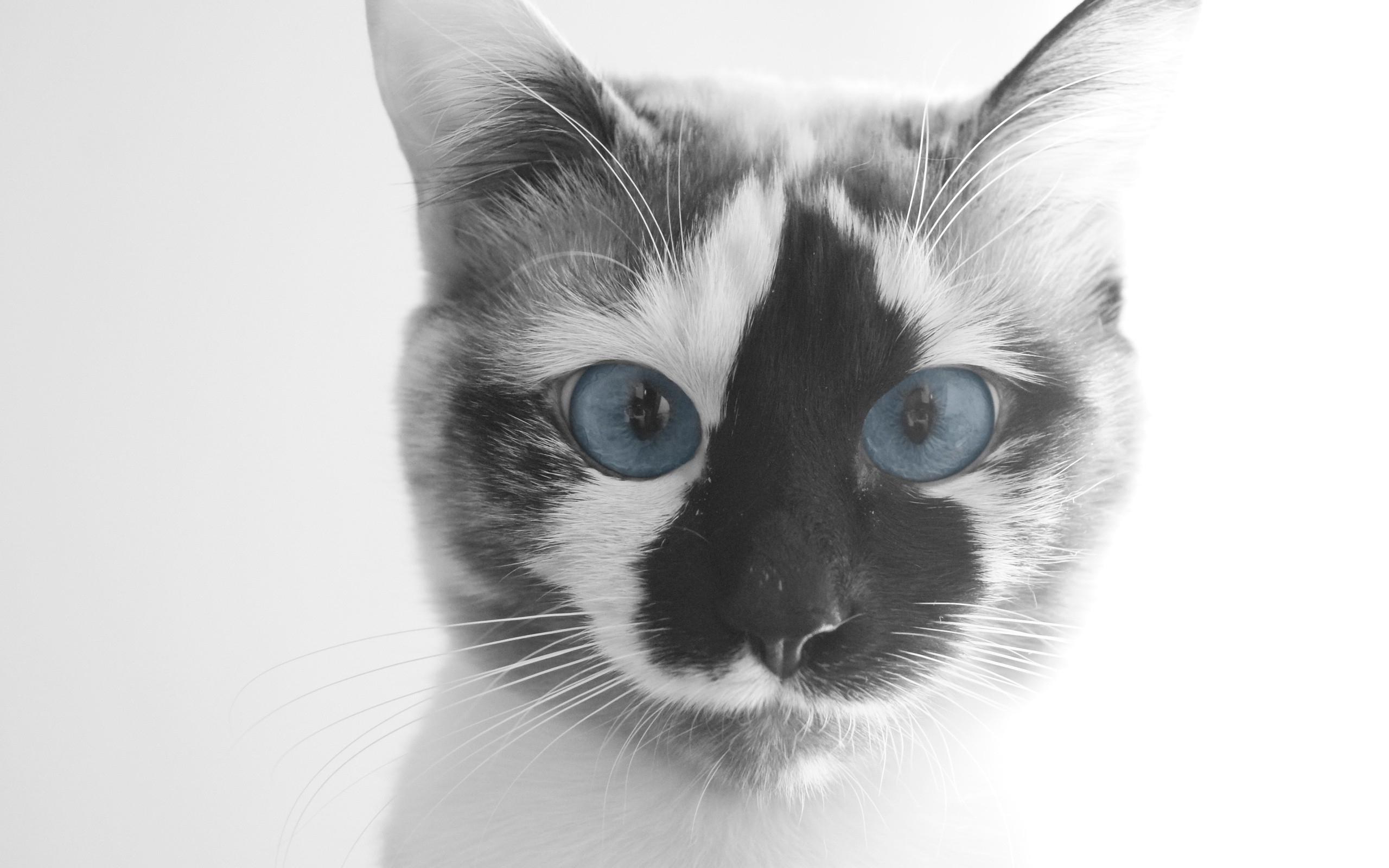 2560x1600 Funny cat face