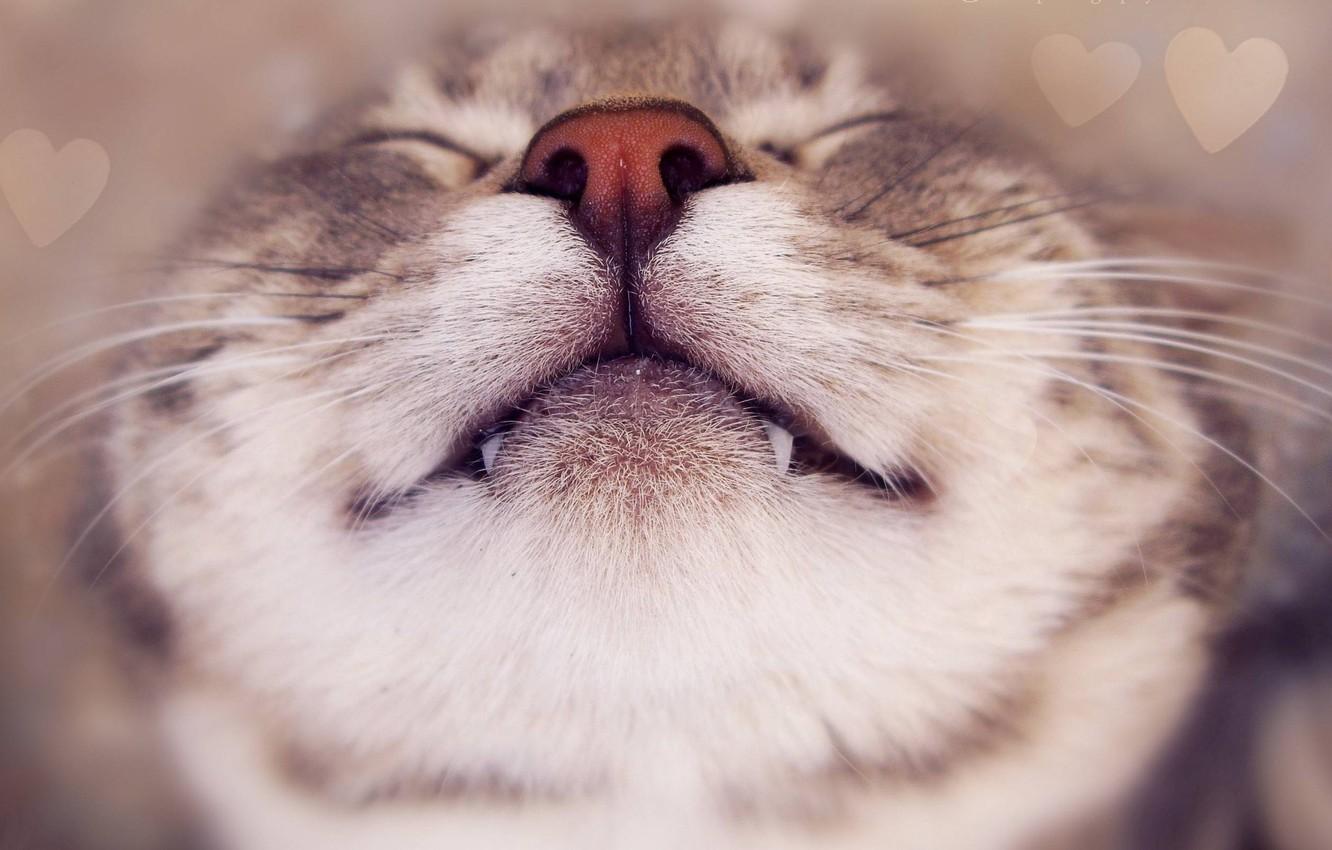 1332x850 Wallpaper cat, cat, mustache, face, smile, nose, face, antennae, teeth image for desktop, section кошки