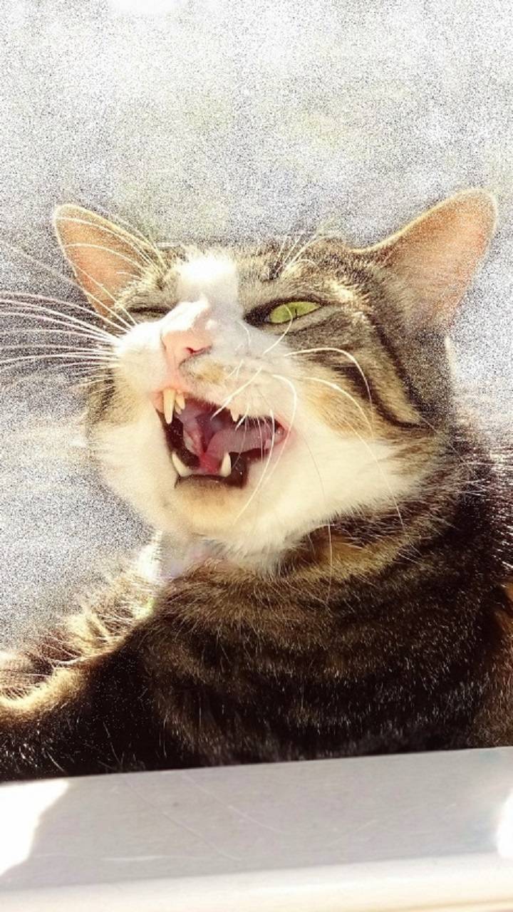 720x1280 Download Funny Face Cat HD Wallpaper and Background