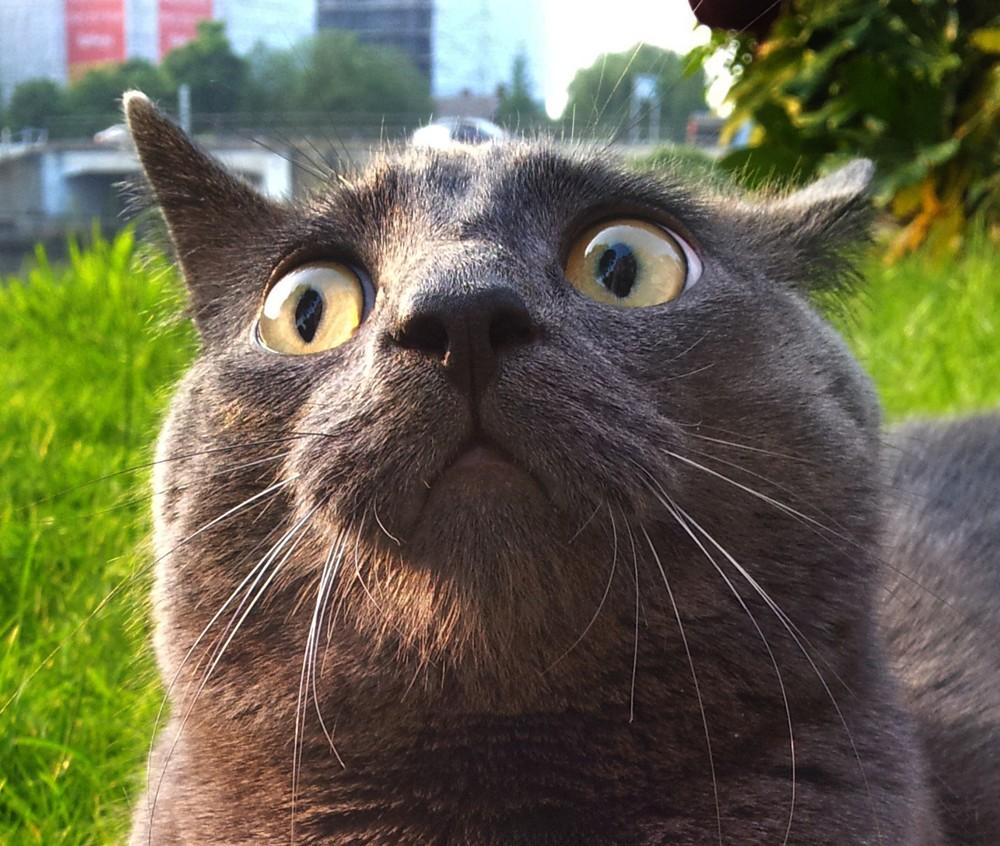 1000x846 Funny Cat Wallpaper, Picture, Image