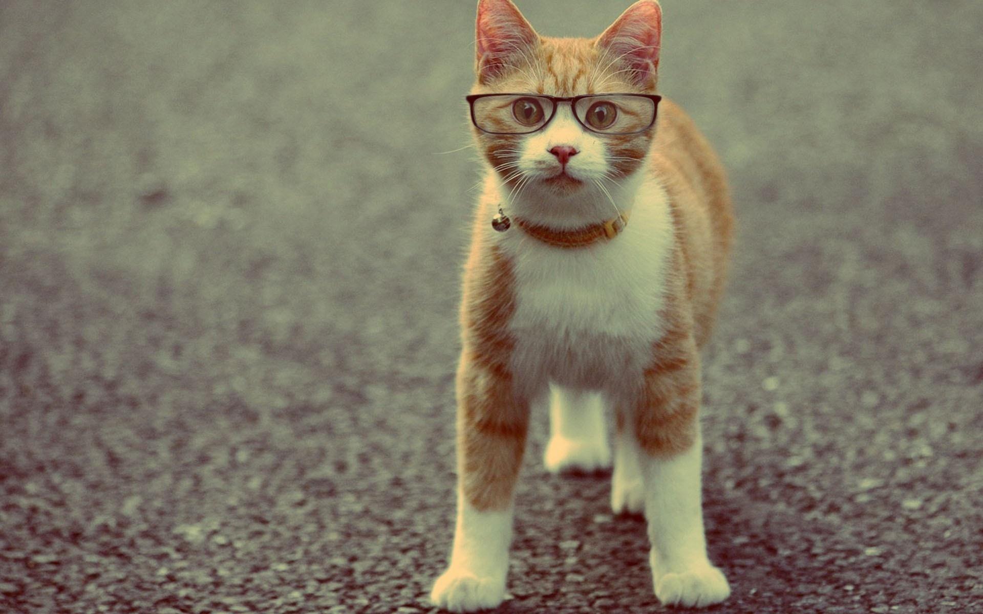 1920x1200 animals, Cats, Felines, Glasses, Humor, Funny, Cute, Eyes, Face, Whiskers Wallpaper HD / Desktop and Mobile Background