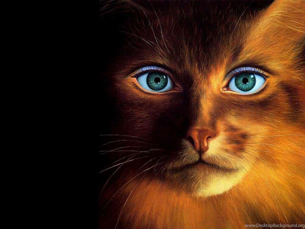 1024x768 Free Desktop Wallpaper, Funny Cat Face Human Desktop Background