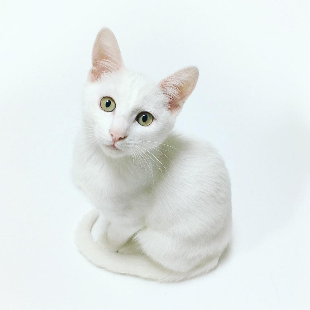 1000x1000 White Cat Picture [HD]. Download Free Image