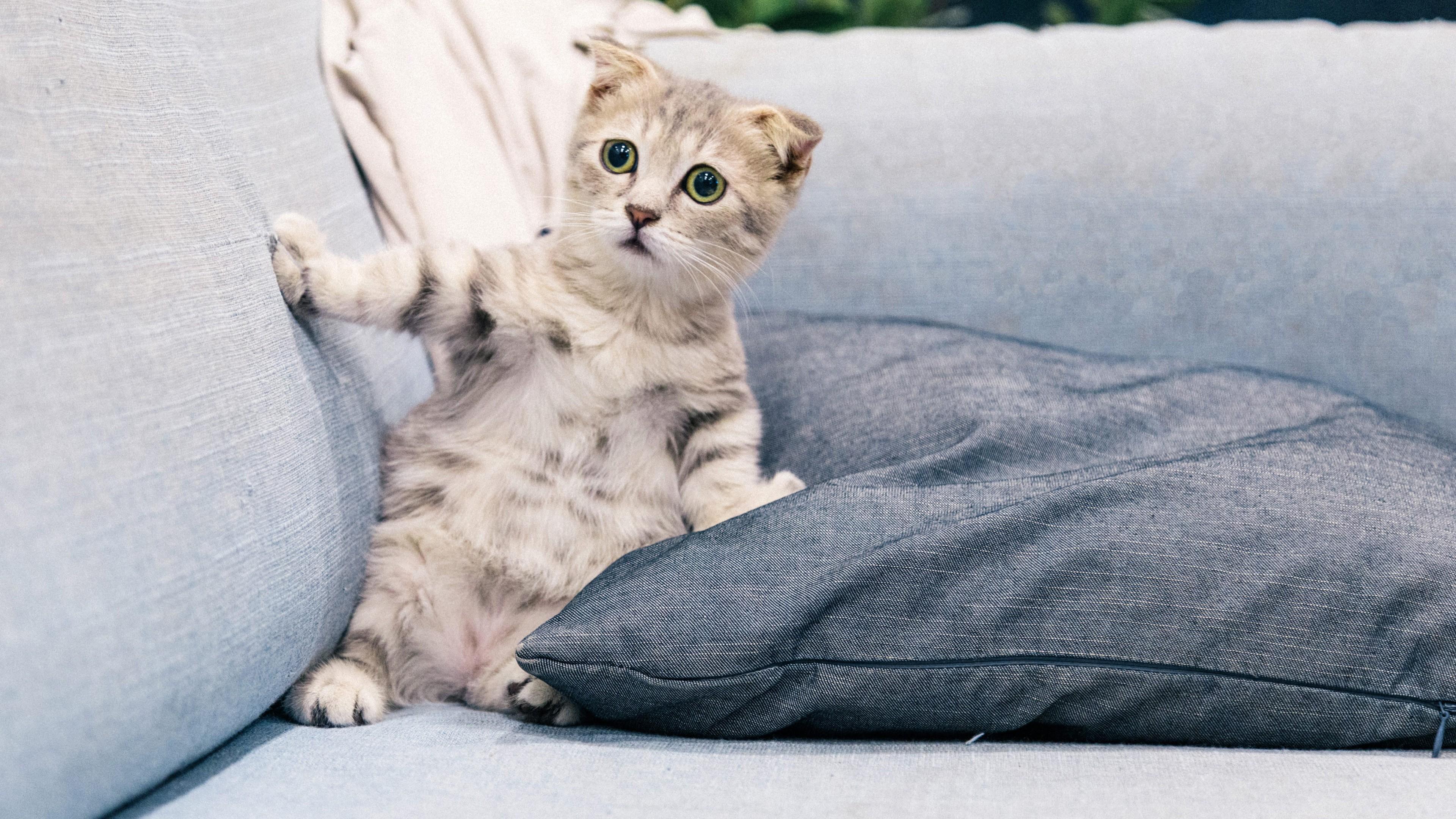 3840x2160 Funny Cat Face Expression Photo of Gray and White Tabby Kitten Sitting On Sofa 4K HD Funny Cat Wallpaper