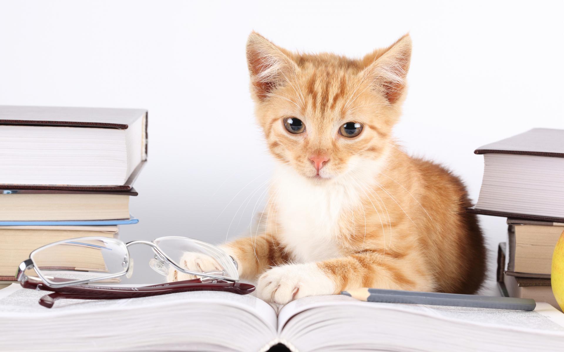 1920x1200 animals, Cats, Felines, Kittens, Babies, Cute, Face, Eyes, Fur, Whiskers, Books, Glasses, Humor, Funny Wallpaper HD / Desktop and Mobile Background