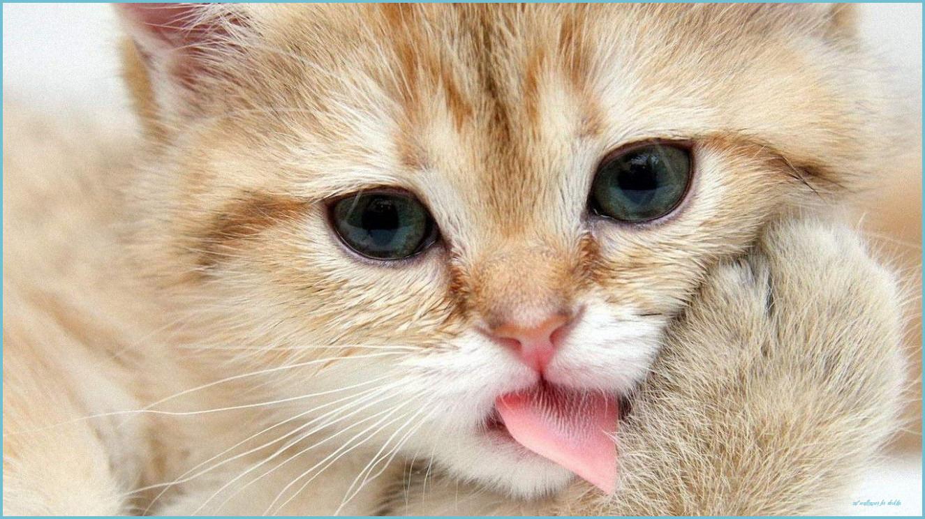 1325x744 Free Cat Wallpaper For Desktop Wallpaper For Desktop