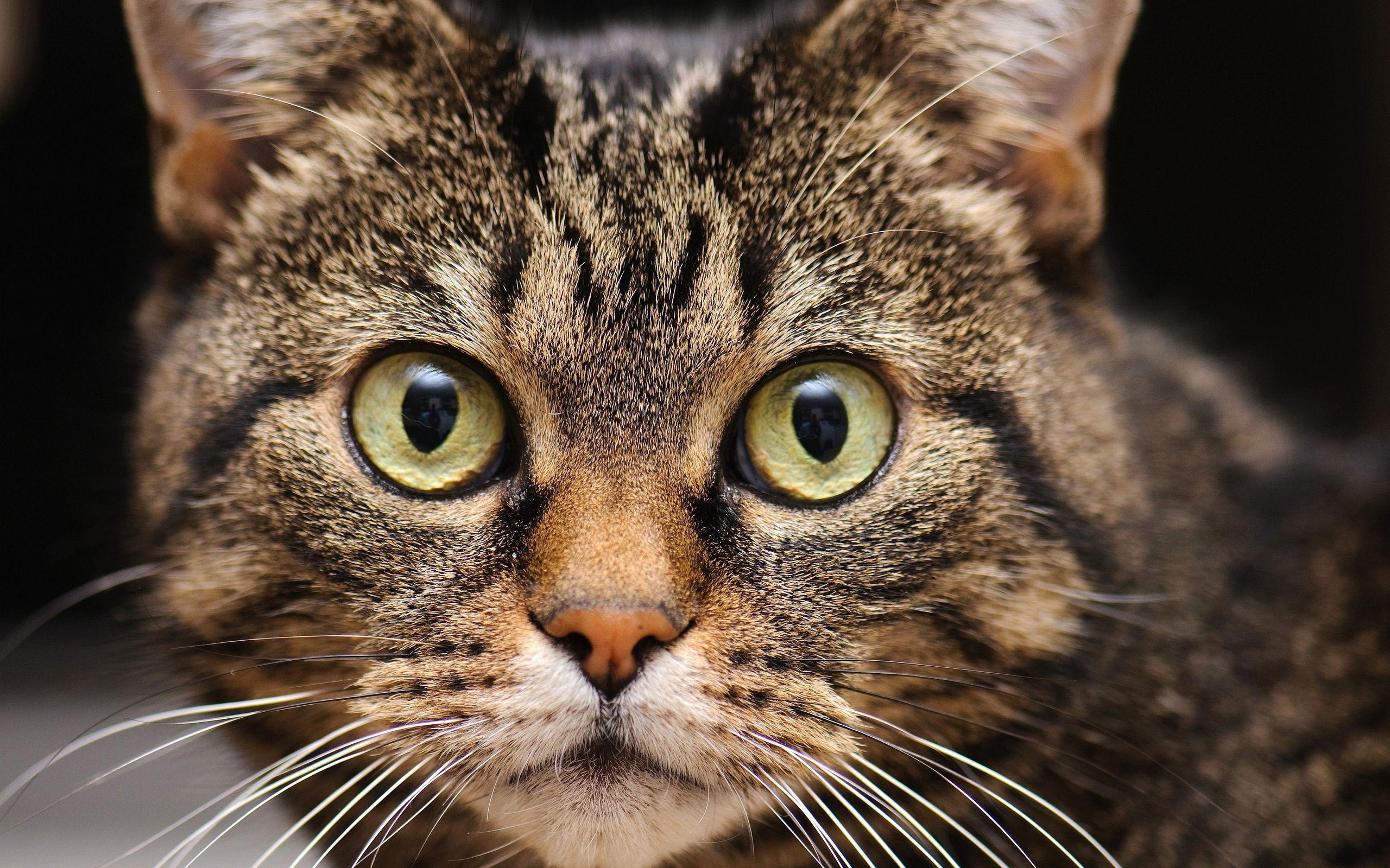 2560x1600 Amazing Cat Eyes Wallpaper. Cats, Funny goat picture, Animal faces