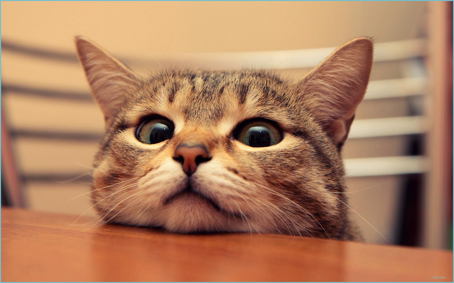 1862x1164 Cute Cat Desktop Wallpaper Desktop Wallpaper 13k HD Desktop Wallpaper