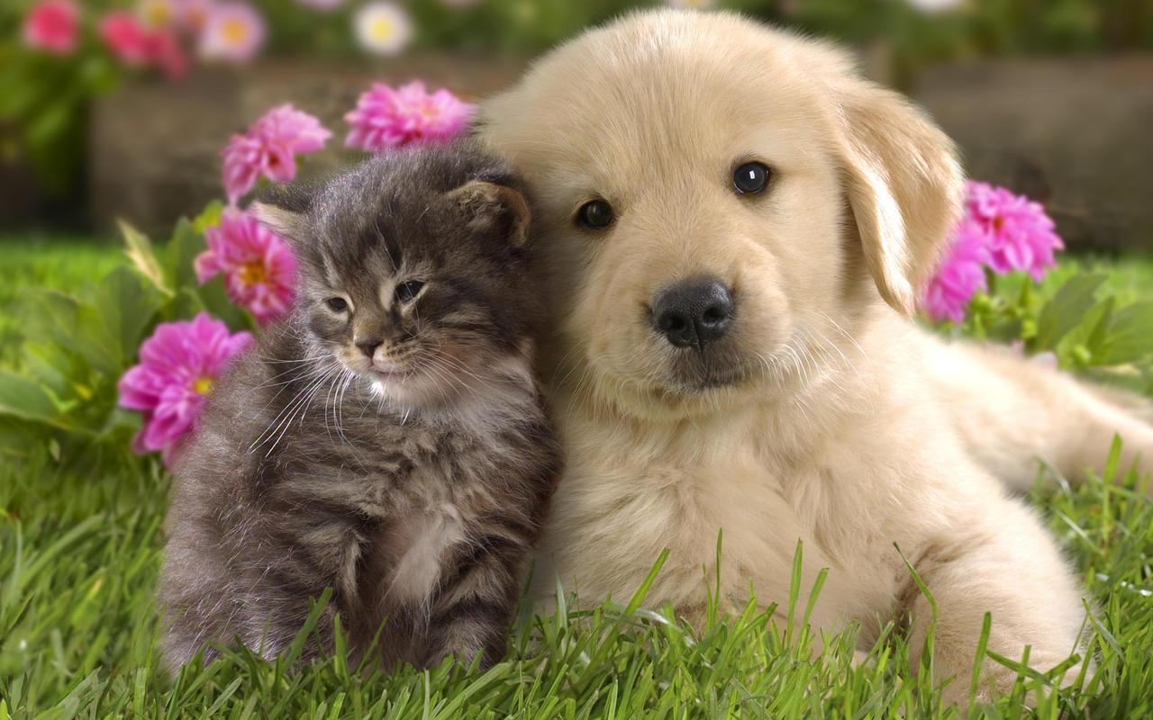 1280x800 Cat And Dog Wallpaper