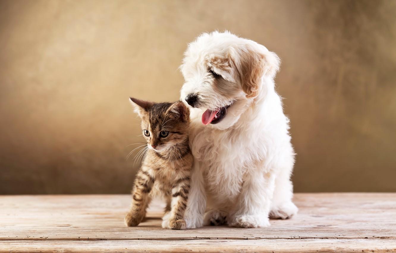 1332x850 Wallpaper kitty, dog, friends, lapdog, kitten, cat, dog image for desktop, section животные
