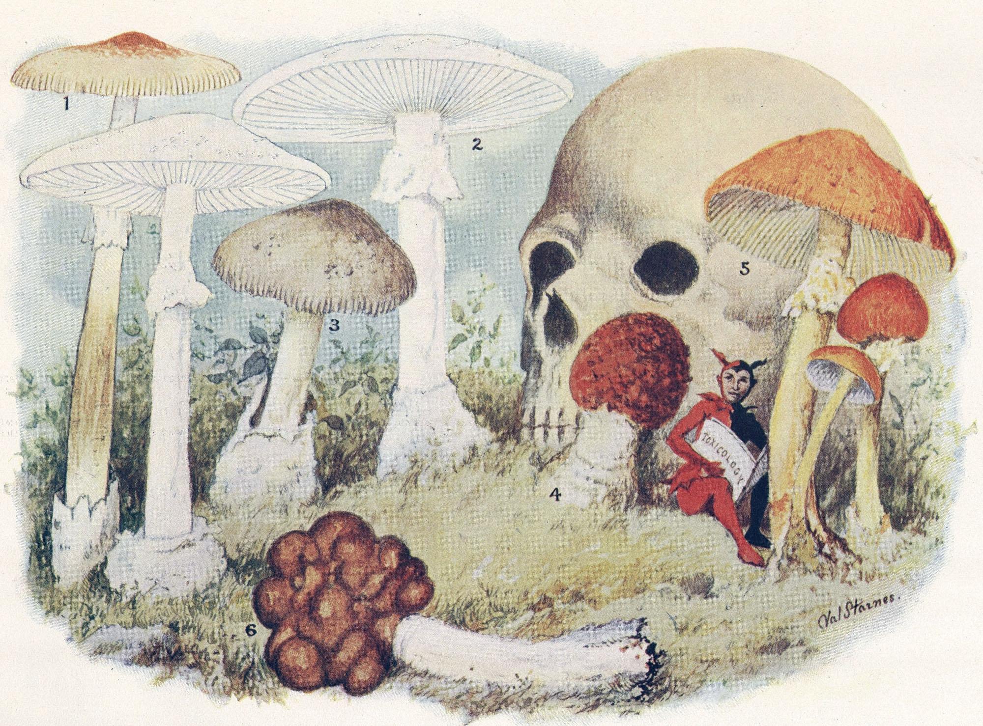 2000x1478 death mushrooms toxic 2000x1478 wallpaper High Quality Wallpaper, High Definition Wallpaper