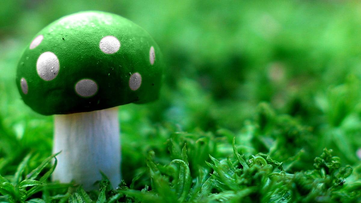 1200x674 Graphic Art, Green, Mushroom wallpaper. Download Free pics