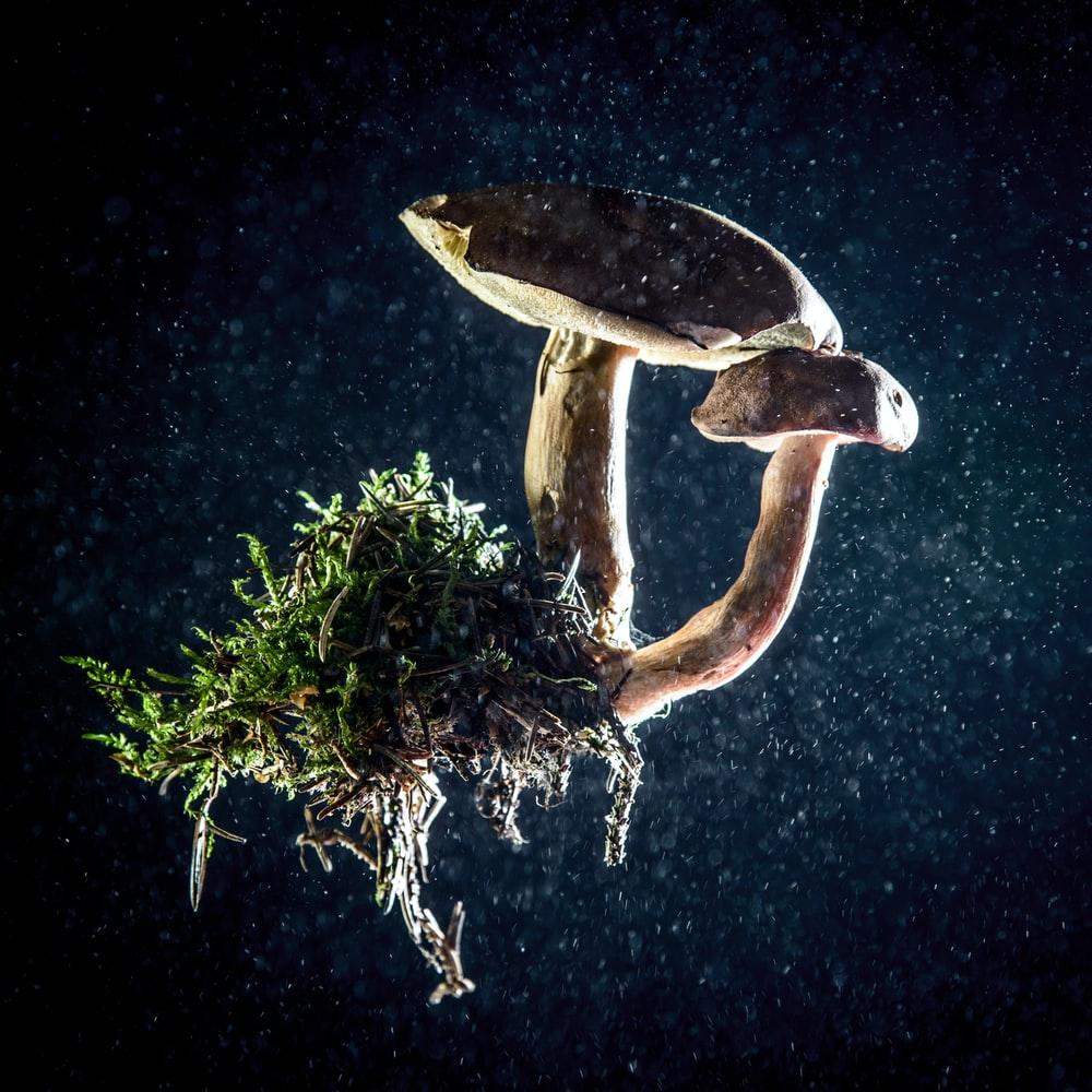 1000x1000 Fungi Picture. Download Free Image