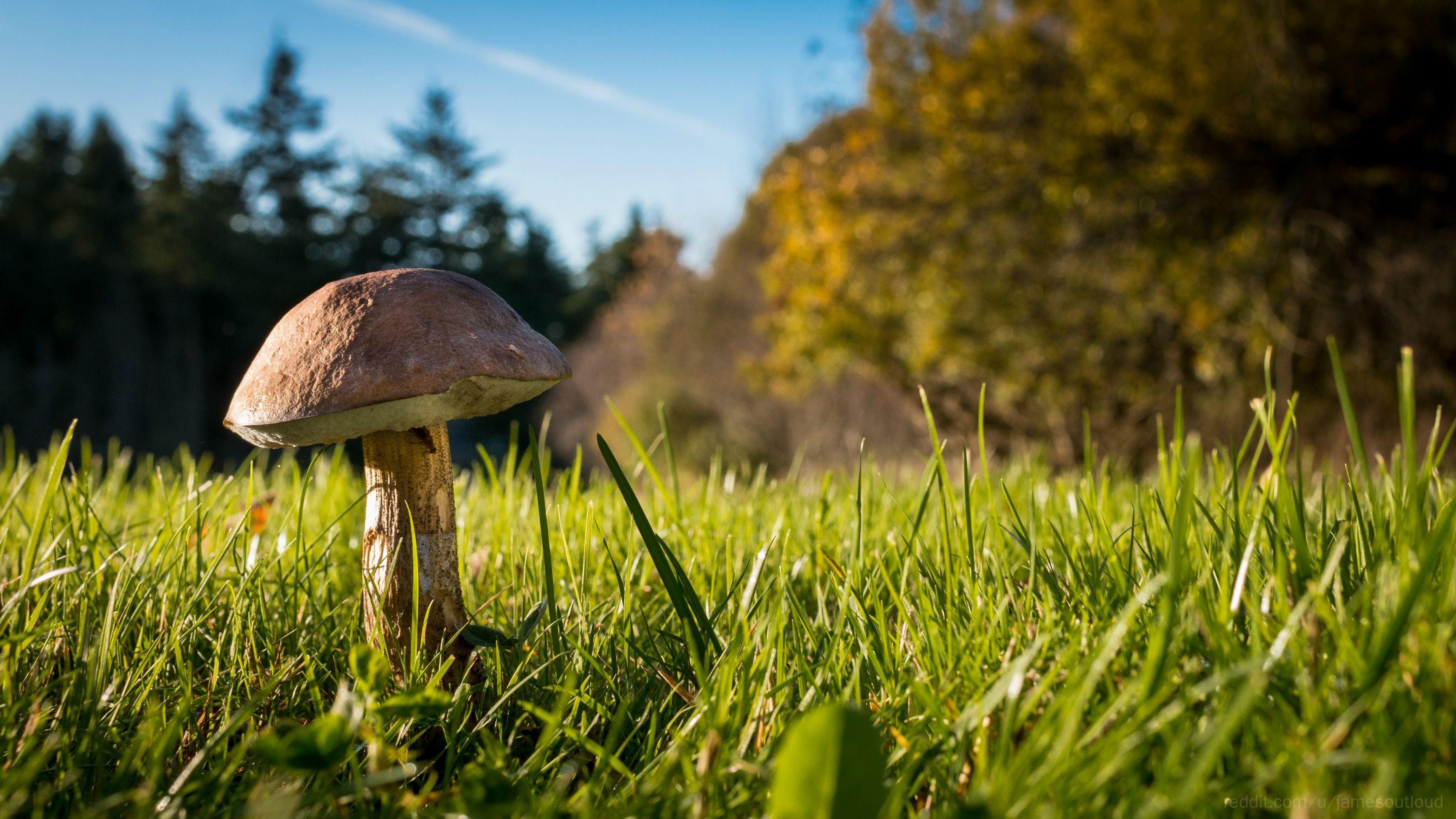 Mushroom Kingdom Wallpapers Top Free Mushroom Kingdom Backgrounds