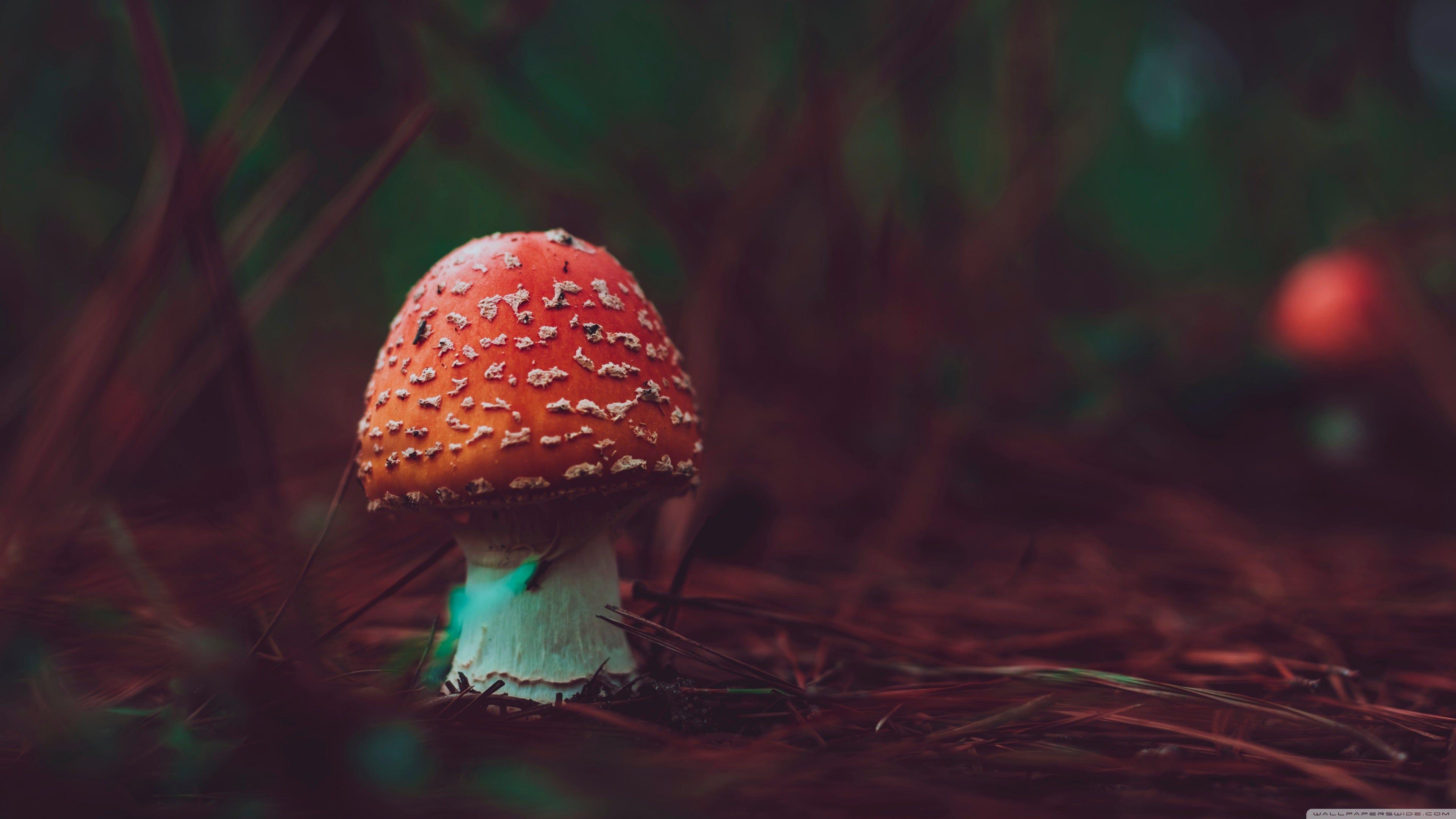 3840x2160 Poisonous Red Mushroom Macro 4K wallpaper. Stuffed mushrooms, Mushroom picture, Computer wallpaper desktop wallpaper