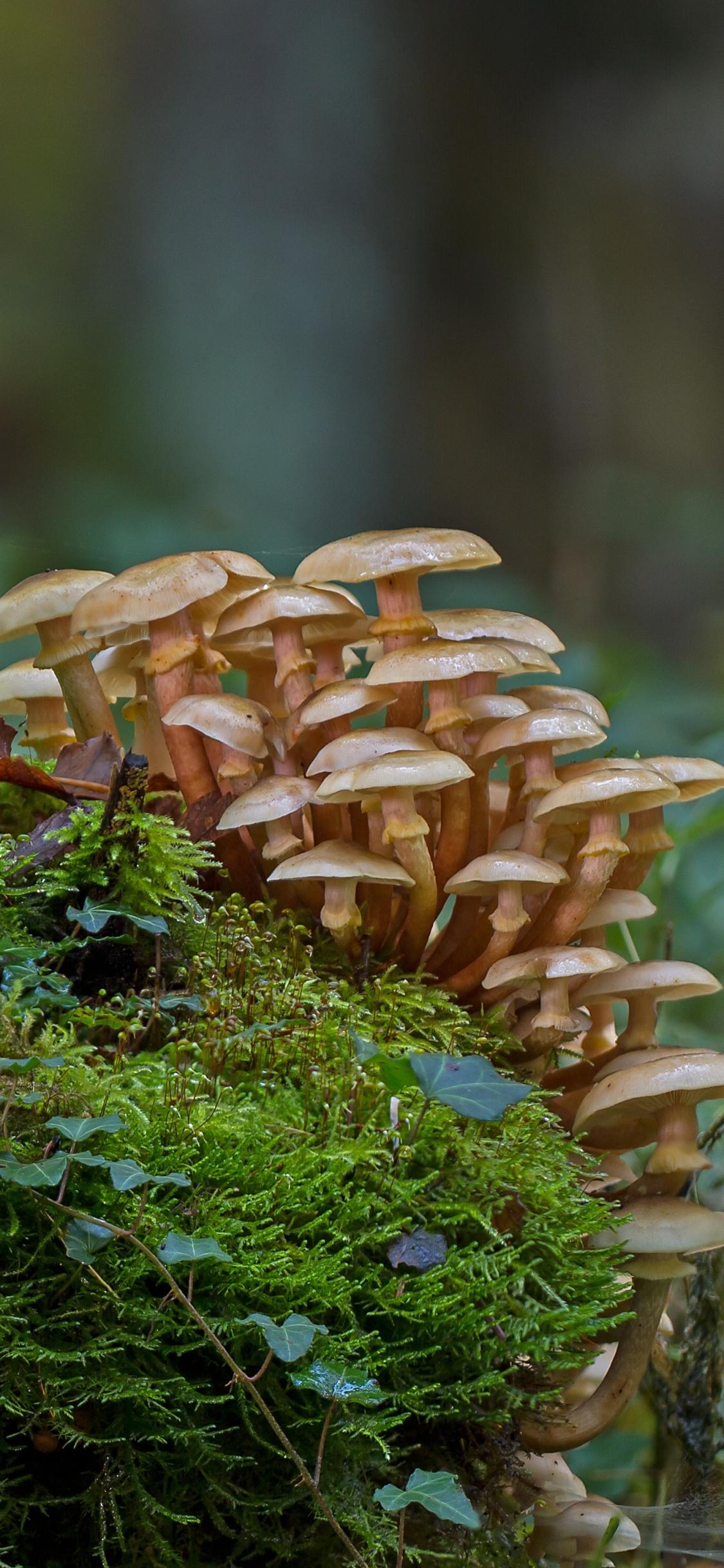 1125x2436 Earth Mushroom