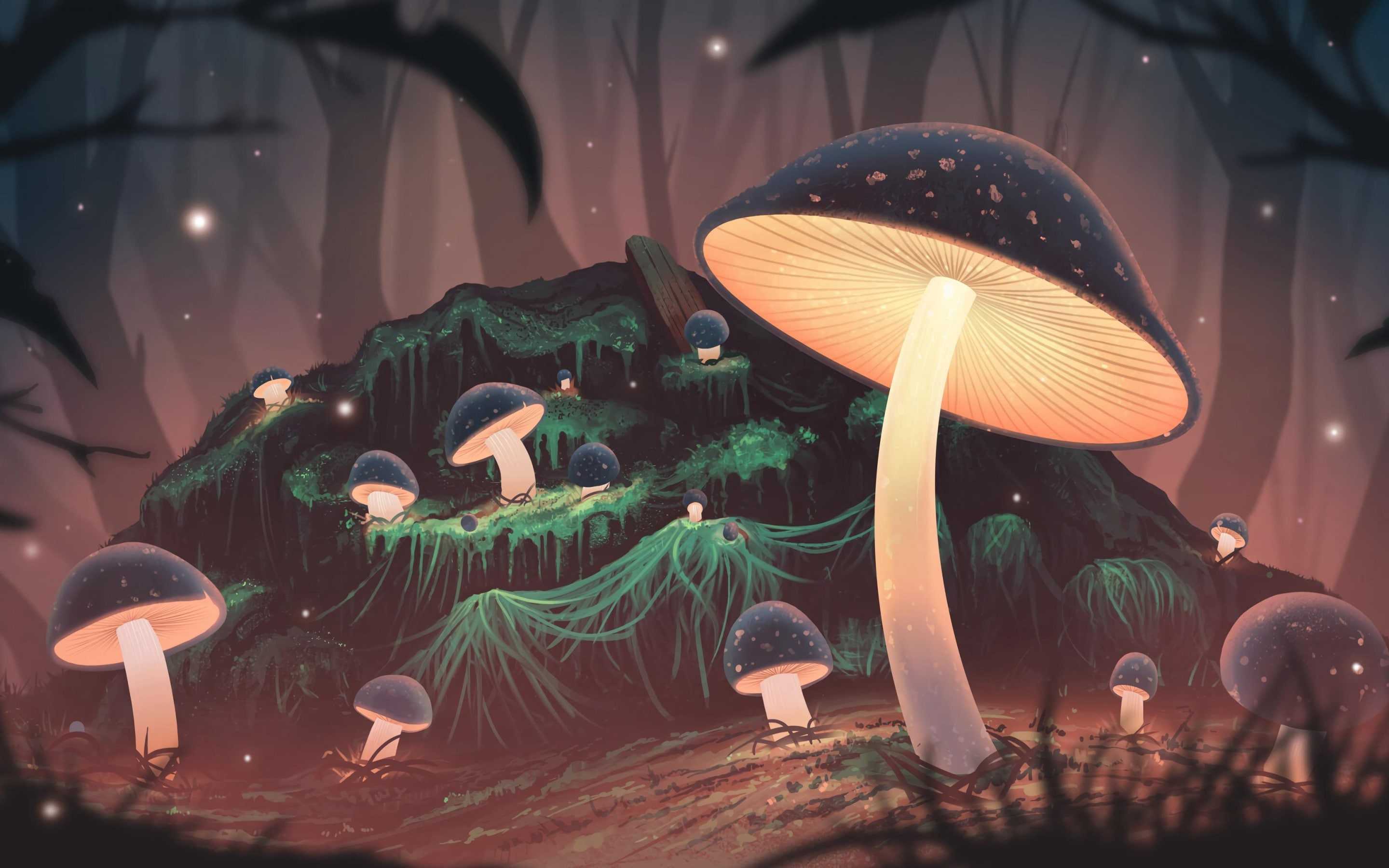 2880x1800 Mushroom Wallpaper
