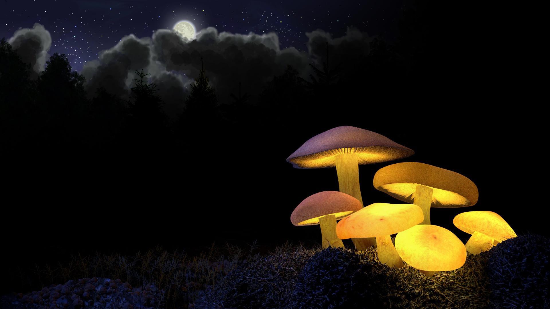 1920x1080 mushrooms HD wallpaper, background